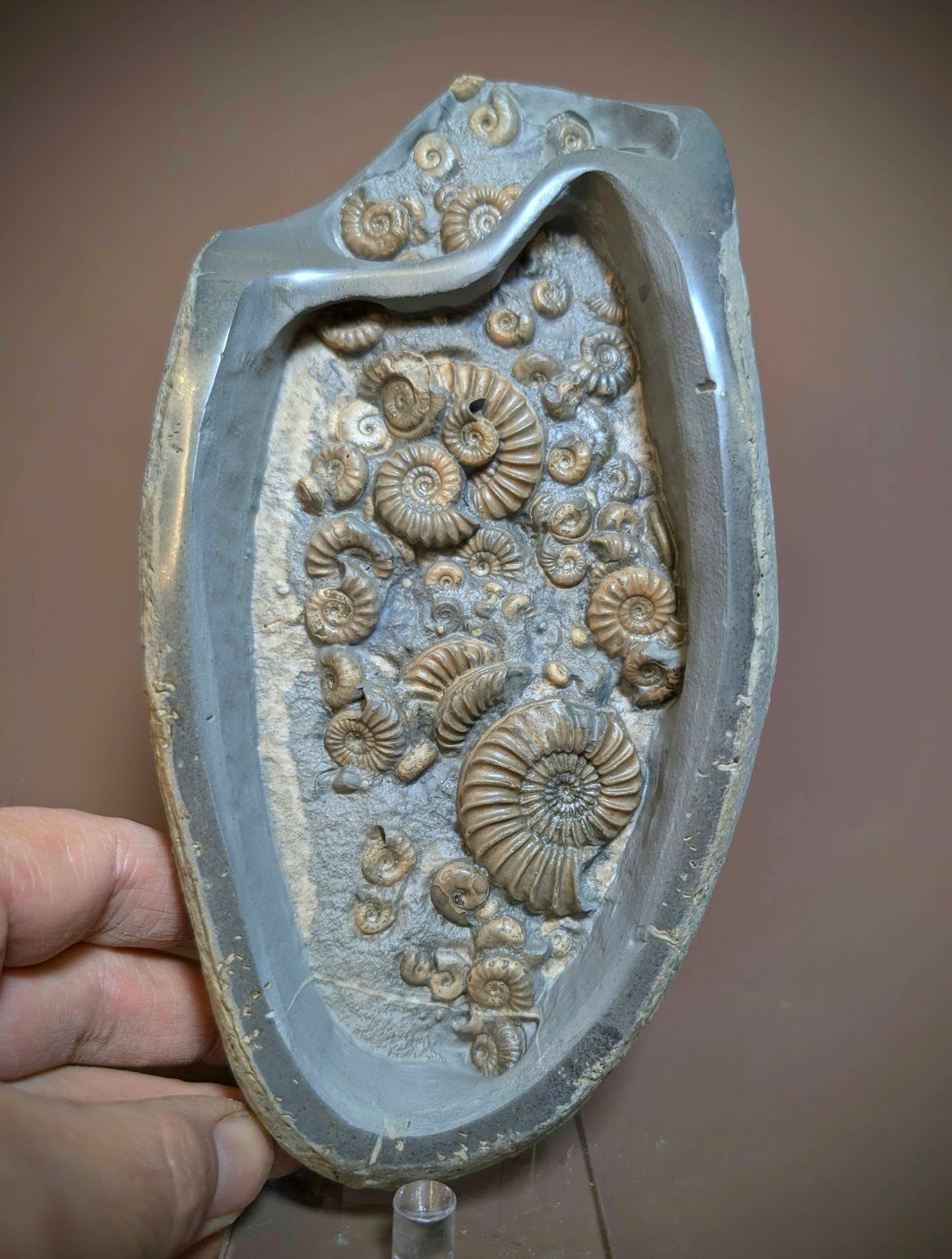 It's always a pleasure preparing a nice popcorn stone nodule. They commonly have more than one type of Ammonite enclosed. In this case Caenicites, Promicroceras and Cymbites ammonites. This nodule measures 21cm on its longest side and is from the Jurassic of Stonebarrow, Charmouth.
#popcorn #ammonites #fossils #ancienthistory #Jurassic