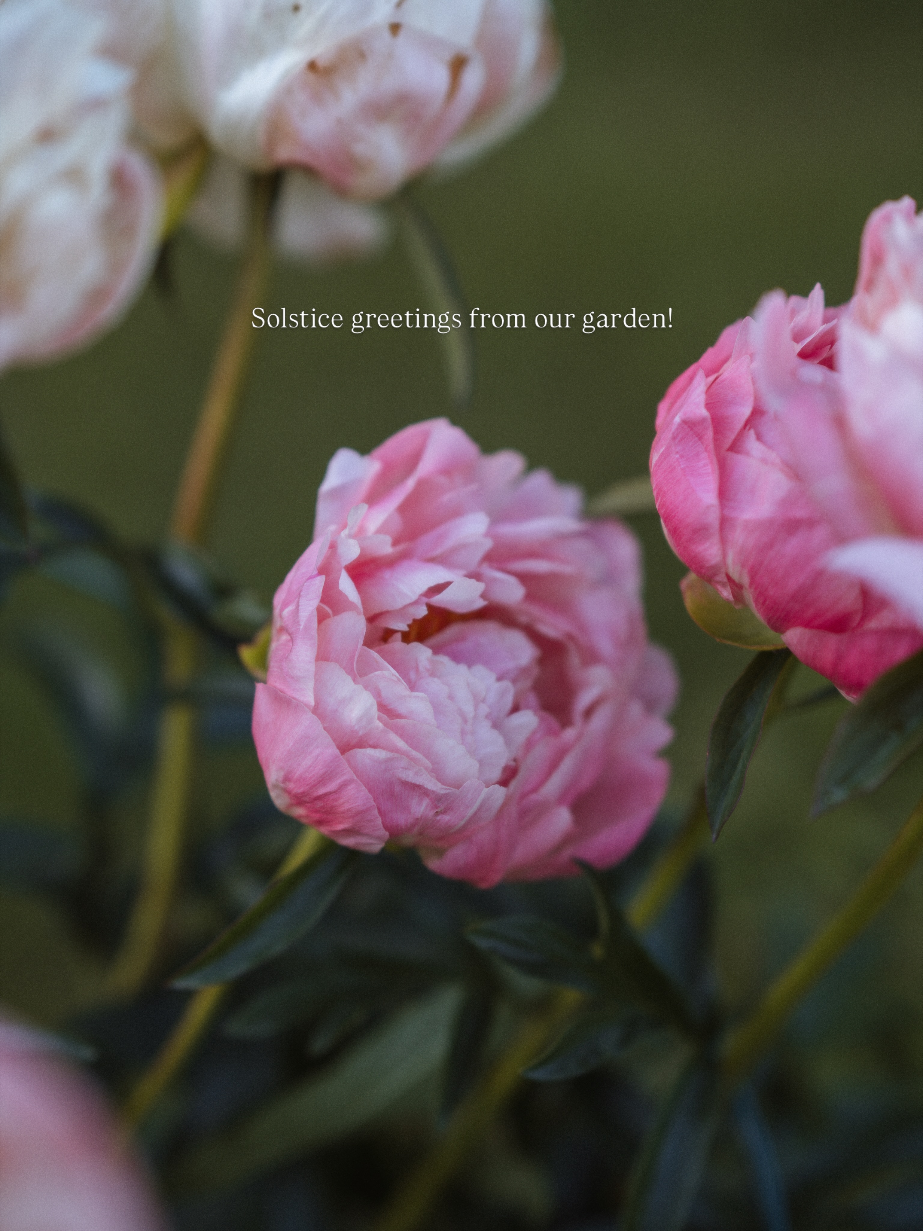 The best season is here! Come for a little tour of our garden…