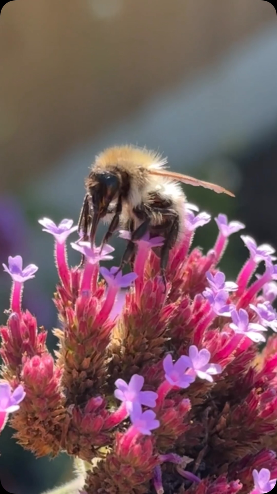 Verbena bonariensis is now available to our local customers.
A real pollinator magnet 🐝🦋 for the back of a sunny border, up to 2m in height and with a long flowering time.
With seeds for birds and winter structural interest if not cut back, this is most definitely one of our favourites.
1L pots currently available and free delivery over a £15 min order.
See where we deliver 👀 - link in bio ⬆️
#selondon #wildlifegardening #verbenabonariensis #welling #eltham