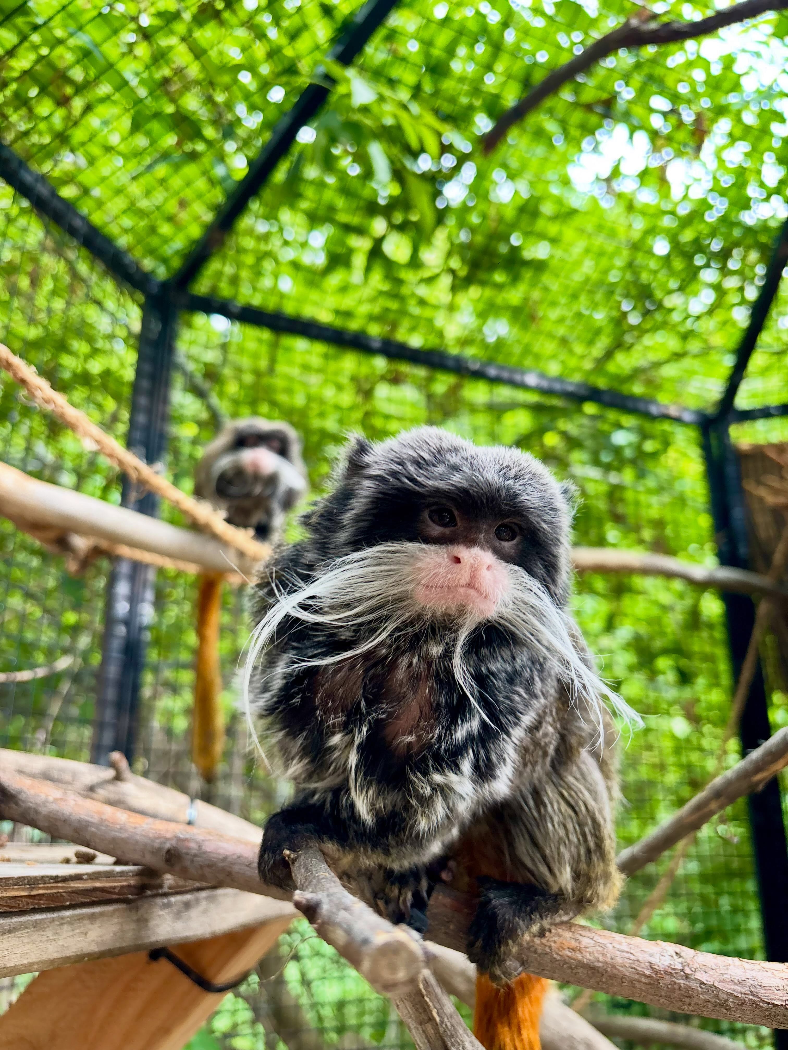My favorite time of year has finally arrived….tamarin free-ranging season! 🐒🌿
It was Gianna and Mattesichs first day doing the free-ranging program!
For those of you who are new here, our emperor tamarins have the opportunity to free range in one of our animal yards at the zoo under the direct supervision of our keeper team. Before they head outside, we follow a detailed training and safety protocol to ensure they’re ready to navigate the natural environment and consistently make choices that keep everyone comfortable with their exploration.
It’s always incredible to watch them use their natural behaviors, while enjoying the outdoors! They started off investigating some of the dense foliage next to their enclosure. I’m excited to watch their territory expand this summer!