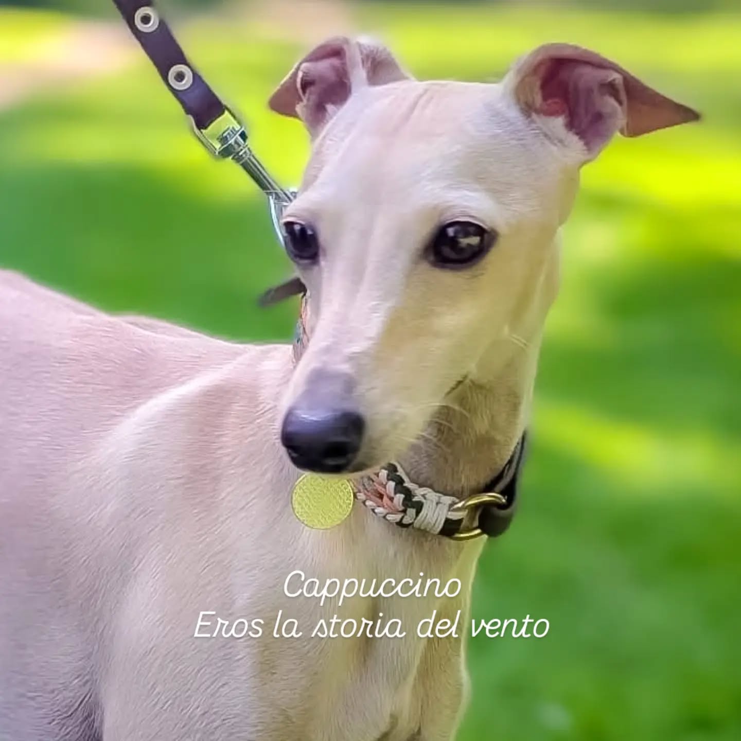 Cappuccino
Eros la storia del vento
https://italiangreyhound.breedarchive.com/animal/view/eros-la-storia-del-vento-d8755bdf-ab5a-48ff-9f81-1203118cea55
