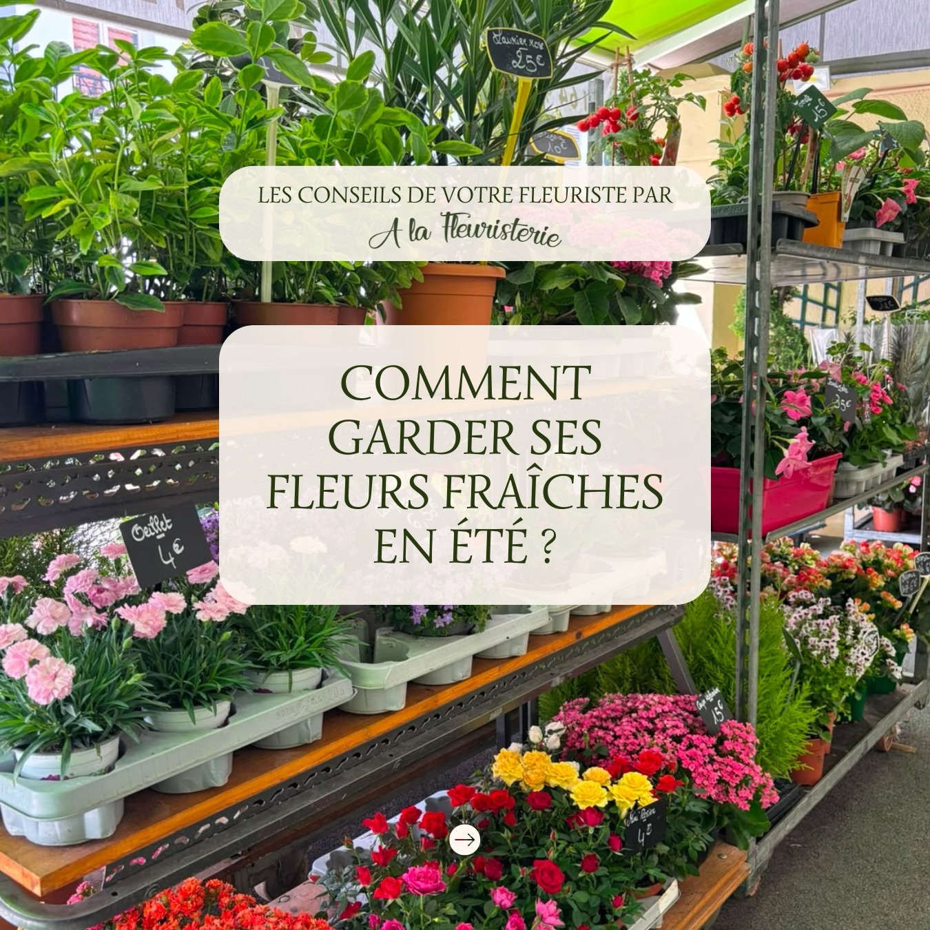 Avec la chaleur, vos bouquets méritent un peu plus d'attention 🌡️🌸
On vous partage nos conseils pour garder vos fleurs fraîches le plus longtemps possible. Faites défiler 👉
Des questions ? On est en boutique à Arpajon !
A la Fleuristerie
🚚 Livraison dans l'Essonne du mardi au samedi
📞 01 64 90 14 29
#fleurs #conseilsfleurs #fleuriste #arpajon #été
1️⃣ Changez l'eau régulièrement 💧
Remplacez l'eau tous les deux jours avec de l'eau fraîche et propre pour éviter la croissance bactérienne et garder vos fleurs hydratées.
2️⃣ Coupez les tiges ✂️
Taillez légèrement les tiges en biais chaque fois que vous changez l'eau pour favoriser l'absorption d'eau et prolonger la fraîcheur.
3️⃣ Évitez le soleil direct ☀️
Placez vos fleurs dans un endroit frais et à l'abri du soleil pour éviter qu'elles ne se fanent prématurément.
4️⃣ La nuit, votre meilleure alliée 💤
Placez vos fleurs dans un endroit très frais, un endroit qui permettra de prolonger leur vie.
💡 Besoin d'un conseil personnalisé ?
Venez nous voir en boutique.
A la Fleuristerie
🚚 Livraison dans l'Essonne du mardi au samedi
📞 01 64 90 14 29