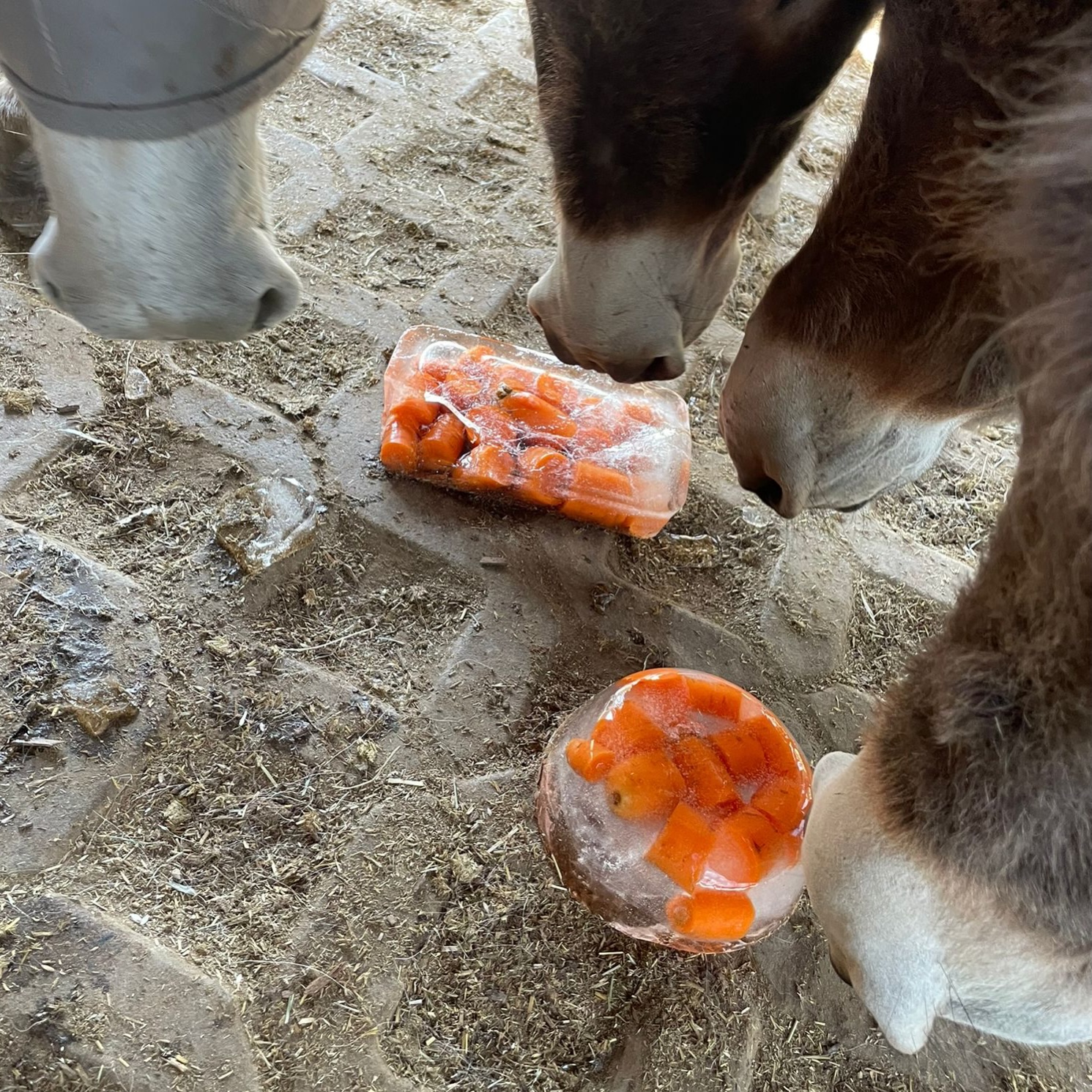 🥕
😍Die Felllose vom heutigen Stalldienst hat uns Eselchen ein
„Karotteneis-Bömbchen“ gebastelt!
Erst waren wir skeptisch - kannten wir gar nicht 😁
☝️Aber als es aufgetaut war, haben wir uns riesig über die kühlen Karotten 🥕 gefreut! 🥰
Yeah ✌️
Und ihr? Wie habt ihr euch heute abgekühlt?
Beste Grüße und bleibt stabil!
🫏🫏🫏🫏die Jungs
#esel #hitzefrei #zuwarm #eis #karotten