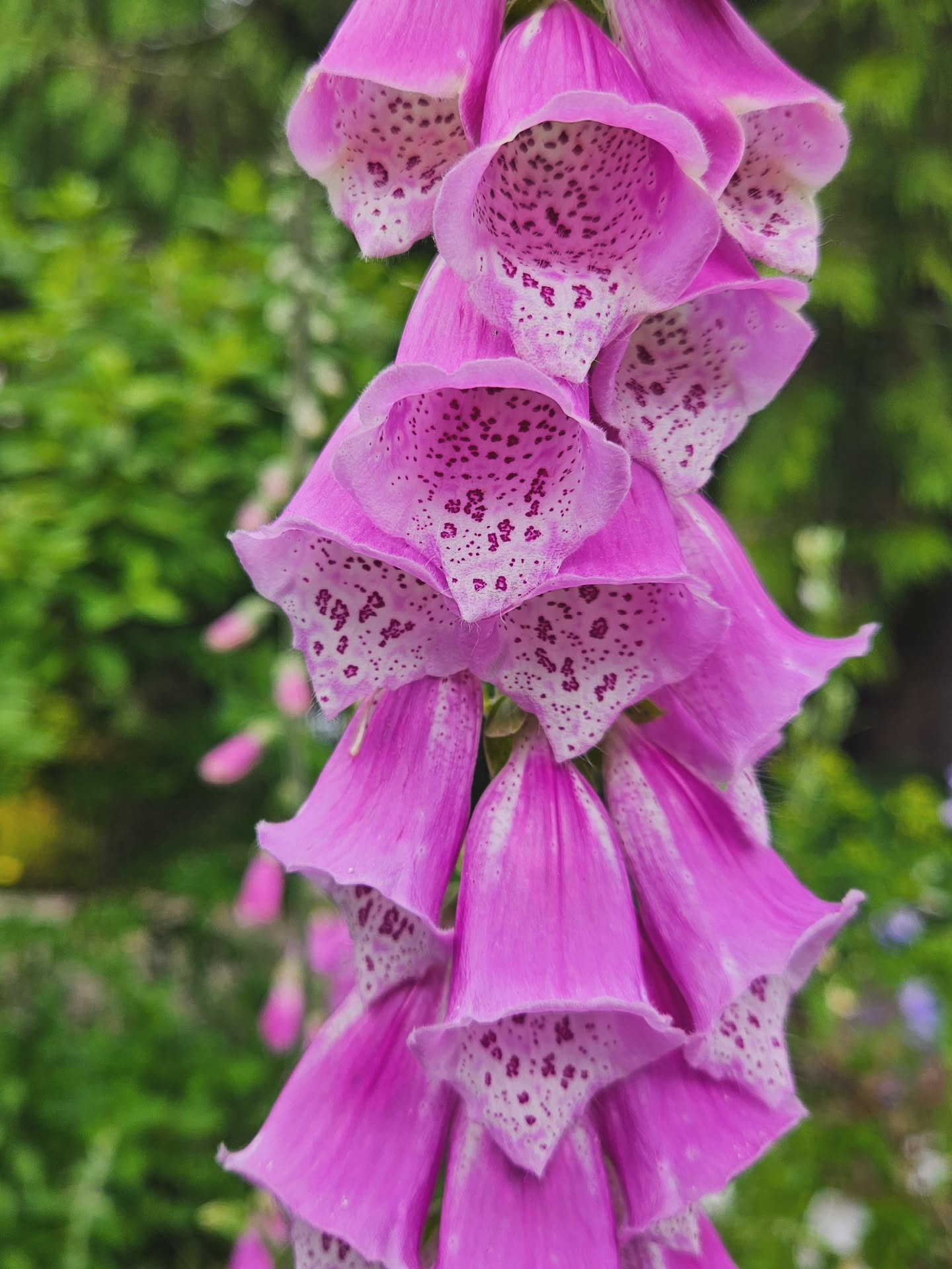 Foxglove πΏπ§πΌββοΈβ¨οΈ
Remembering that I can, in fact, just post singular photos that serve no educational purpose.