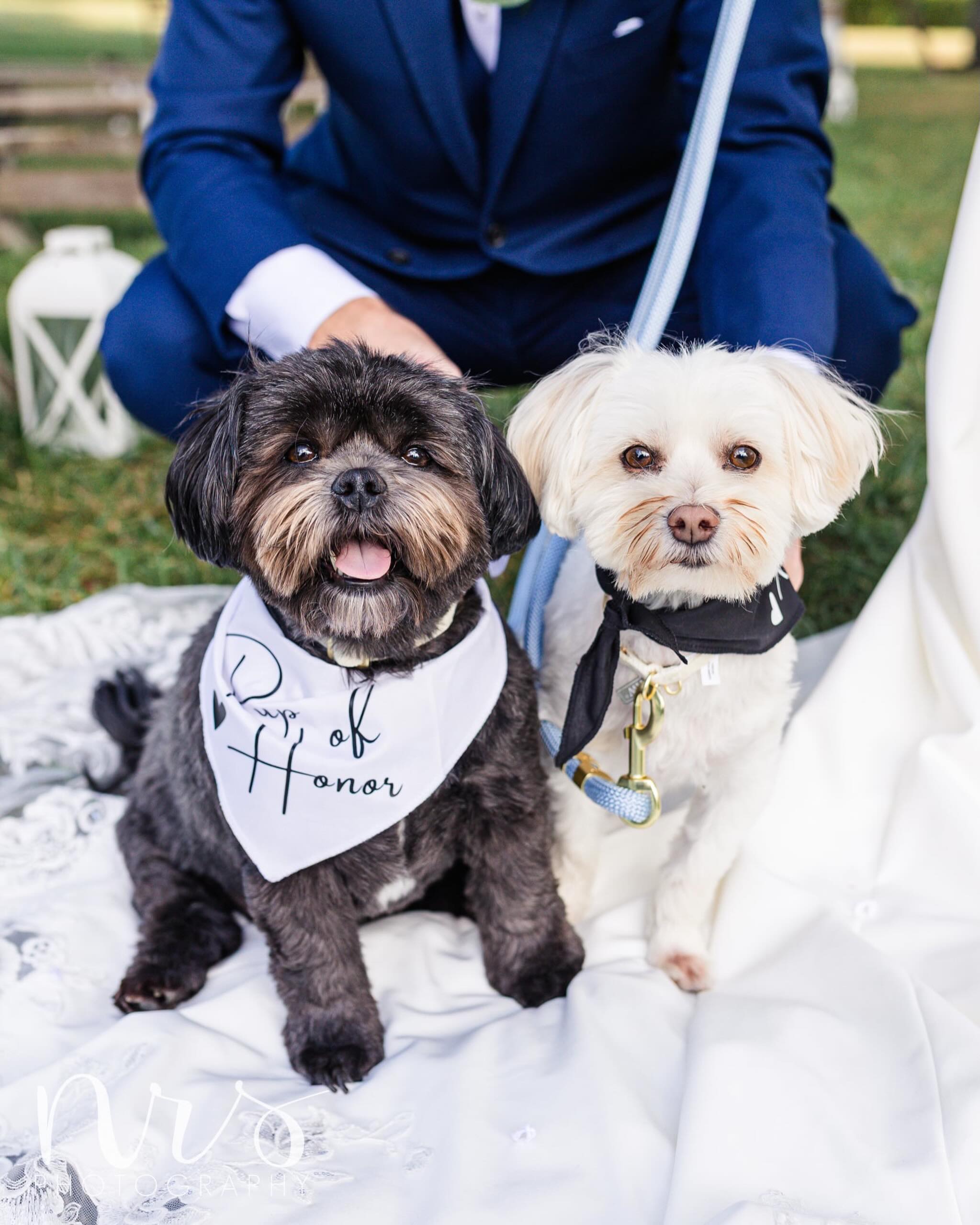 I always love when the furry family members get to be part of the big day. 🥰🐾
#nrscouplesandweddings