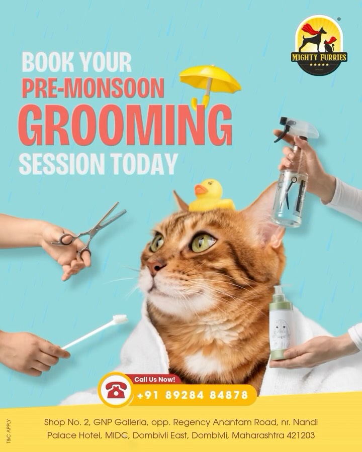 Before the rains arrive, give your furry friend the care they deserve. 🌧️🐾✨
A pre-monsoon grooming session isn’t just about looking good — it’s about preparing your pet for the season ahead. Increased humidity, muddy walks, wet fur, and moisture buildup can lead to matting, skin irritation, bad odours, and discomfort if proper grooming is ignored.
That’s why now is the perfect time to schedule:
🐶 De-shedding & brushing
🐾 Paw care
👂 Ear cleaning
🛁 Bath & hygiene care
✨ Coat maintenance
A clean, healthy coat helps your pet stay comfortable and makes monsoon care much easier for pet parents too. 💙
Because prevention is always better than dealing with skin issues later. Keep your pets fresh, clean, and monsoon-ready with Mighty Furries. 🐶🐱🌧️
📞 Book your grooming appointment today: 089284 84878
📍 Mighty Furries – Premium Pet Store & Grooming Center
#MightyFurries #PreMonsoonGrooming #PetGrooming #MonsoonPetCare #PetCareTips