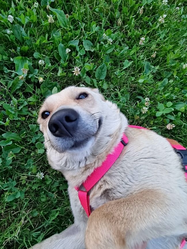 Profi-Kuschlerin sucht ihre Traumfamilie💖
🤍 Fibi / Hündin
📏 ca. 50cm / ca. 2020 geboren
🐶👧🏼 verträglich
💞 lieb & freundlich
📍 Standort 749.. Kirchardt, Deutschland
Die etwa sechs Jahre alte Hündin ist ca. 50 cm groß und wiegt rund 21 kg. Schon bei ihrer Ankunft auf der Pflegestelle hat sie mit ihrer ruhigen und ausgeglichenen Art begeistert. Ganz entspannt hat sie sich zunächst alles angesehen und ist dann selbstverständlich mit ins Haus gegangen.
Fibi ist eine sehr menschenbezogene und verschmuste Hündin. Am liebsten lässt sie sich den Bauch kraulen und genießt jede Streicheleinheit. Bei fremden Menschen ist sie anfangs noch etwas vorsichtig. Mit ein paar Leckerlis und etwas Geduld taut sie jedoch schnell auf und schließt freundlich Kontakt.
Sie ist stubenrein und lebt derzeit mit einem Hund und einem Kleinkind zusammen.
Beim Spaziergang läuft sie vorbildlich an der Leine, ist aufmerksam und gut ansprechbar. Auch Autofahren meistert sie ohne Schwierigkeiten. Und eines steht fest: Fibi liebt Essen! Leckerlis sind ihre große Leidenschaft.
Fibi möchte gerne überall dabei sein und macht das ganz wunderbar. Sie begleitet ihre Pflegestelle regelmäßig ins Hundetraining, wo sie entspannt liegt und das Geschehen beobachtet - selbst wenn es einmal etwas turbulenter wird.
Das Alleinebleiben wird derzeit behutsam aufgebaut und klappt von Tag zu Tag besser. Mit etwas Geduld und liebevoller Anleitung wird Fibi sich zu einer entspannten Alltagsbegleiterin entwickeln.
Für Fibi wünschen wir uns Menschen, die ihr weiterhin Schritt für Schritt die Welt zeigen, ihr Sicherheit geben und sie liebevoll auf ihrem weiteren Weg begleiten. Wer ihr diese Chance gibt, bekommt eine unglaublich nette und anhängliche Hündin an seine Seite.
Kinder sollten den artgerechten Umgang mit Hunden kennen.
Denn Fibi hatte keinen einfachen Start. Sie wurde aus einem Fluss gerettet, da sie kurz vorm ertrinken war. Glücklicherweise konnte sie rechtzeitig in Sicherheit gebracht werden.
Heute liegt diese schwere Zeit hinter ihr. Nun fehlt ihr nur noch eines: eine liebevolle Familie, bei der sie endlich ankommen darf und für immer dazugehört.
Wer gibt dieser süßen Hündin ein Chance?