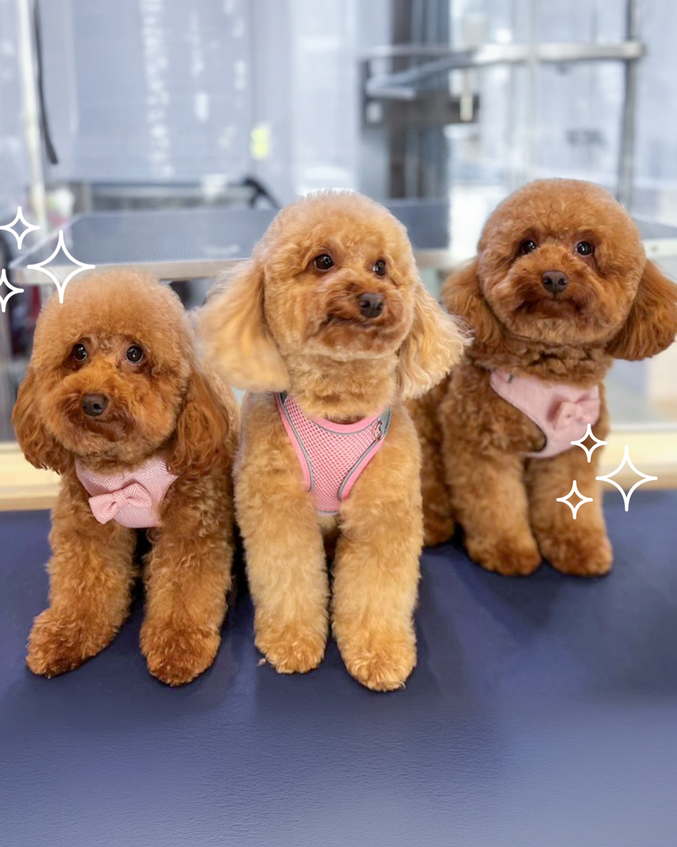Mia, Melanie, and Milo serving main character energy after their grooming session today at Tail Waggin’ Dubai Hills 💅🧡
#petgrooming #doggrooming #dubaihills #wagginized
