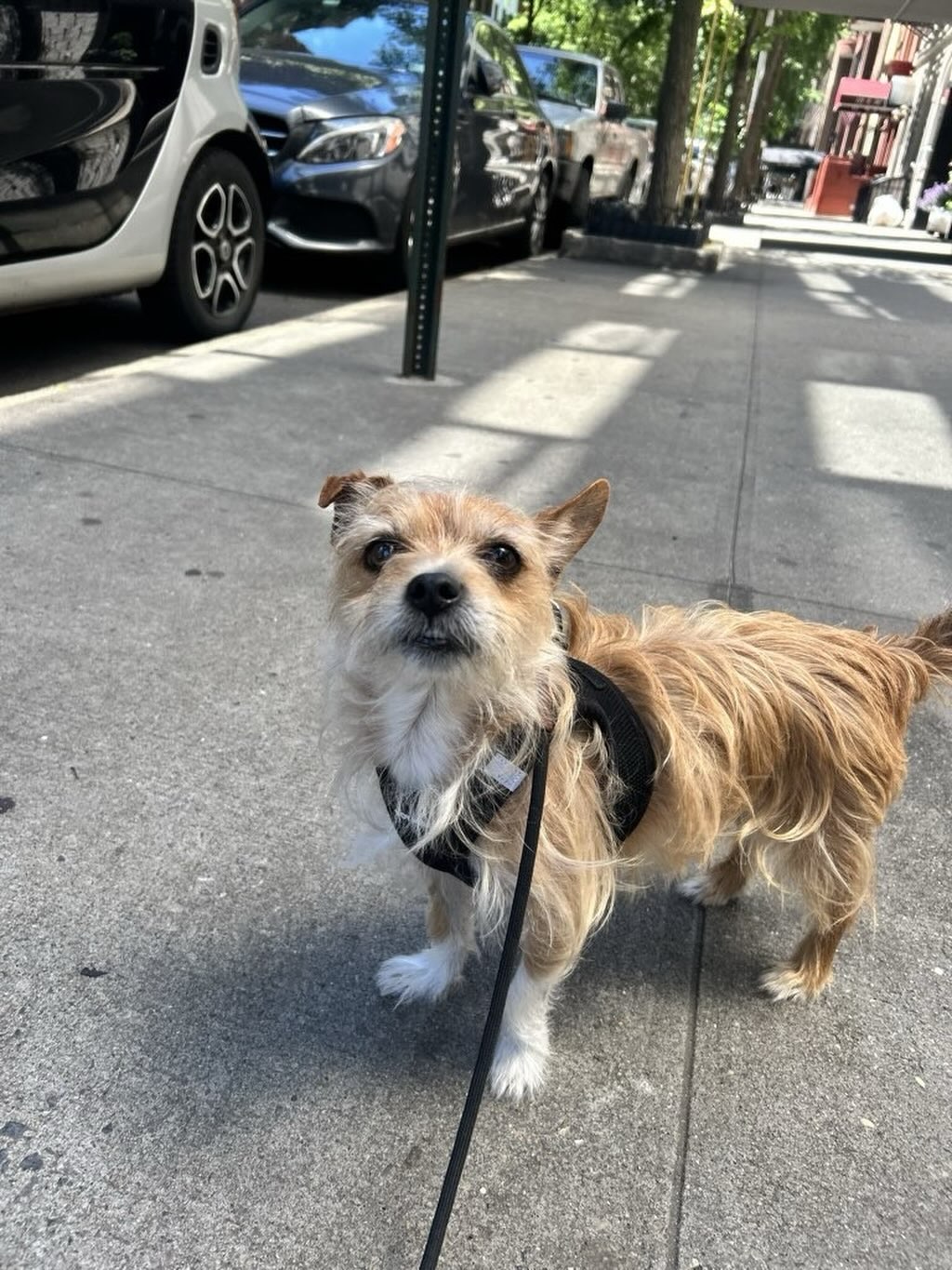 Such a handsome little gentleman 🎩🐾
#dogsofallboroughs #chihuahuasofnyc #chihuahuas_of_instagram #dogsofues #handsomeboy
