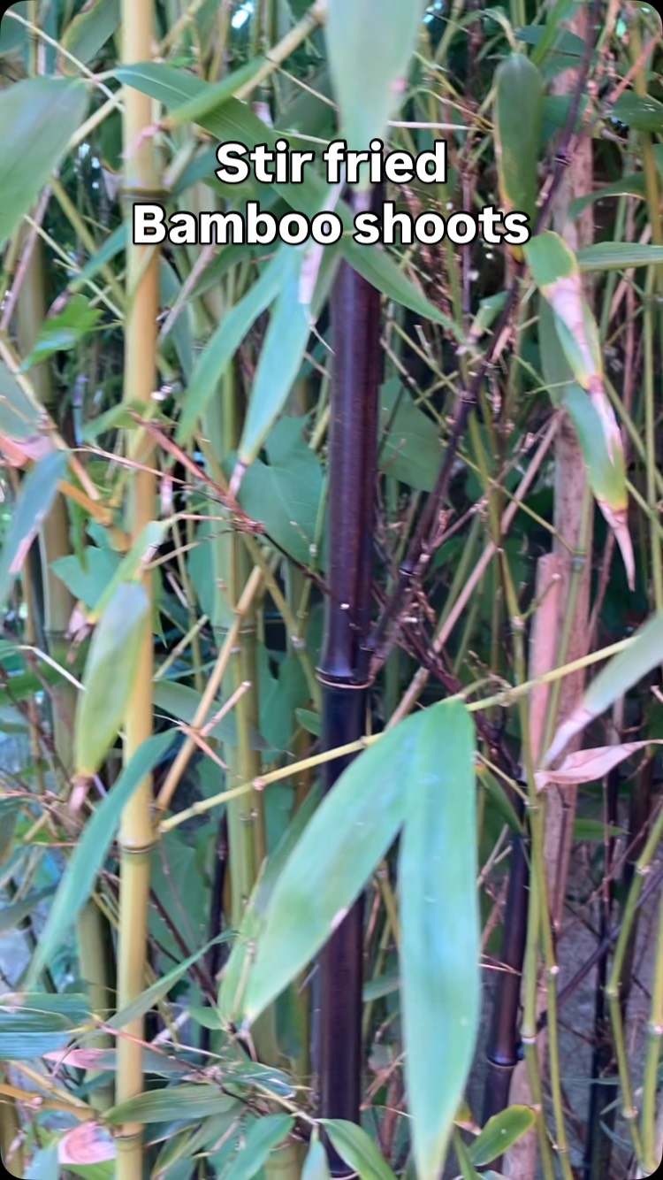 Bring on the apocalypse, I’m ready! 💪
Do you have a pesky patch of bamboo that you wish you had never planted? Pat yourself on the back for that blunder and pick the new shoots to make a delicious stir fry!
It’s so easy, just peel off the fibrous sheaths to get to the tender shoots, chop them up and stir fry them with a splash of soya sauce and a drizzle of toasted sesame oil… voila!
#wildfood #foraging #plants #freefood #edibleplants
