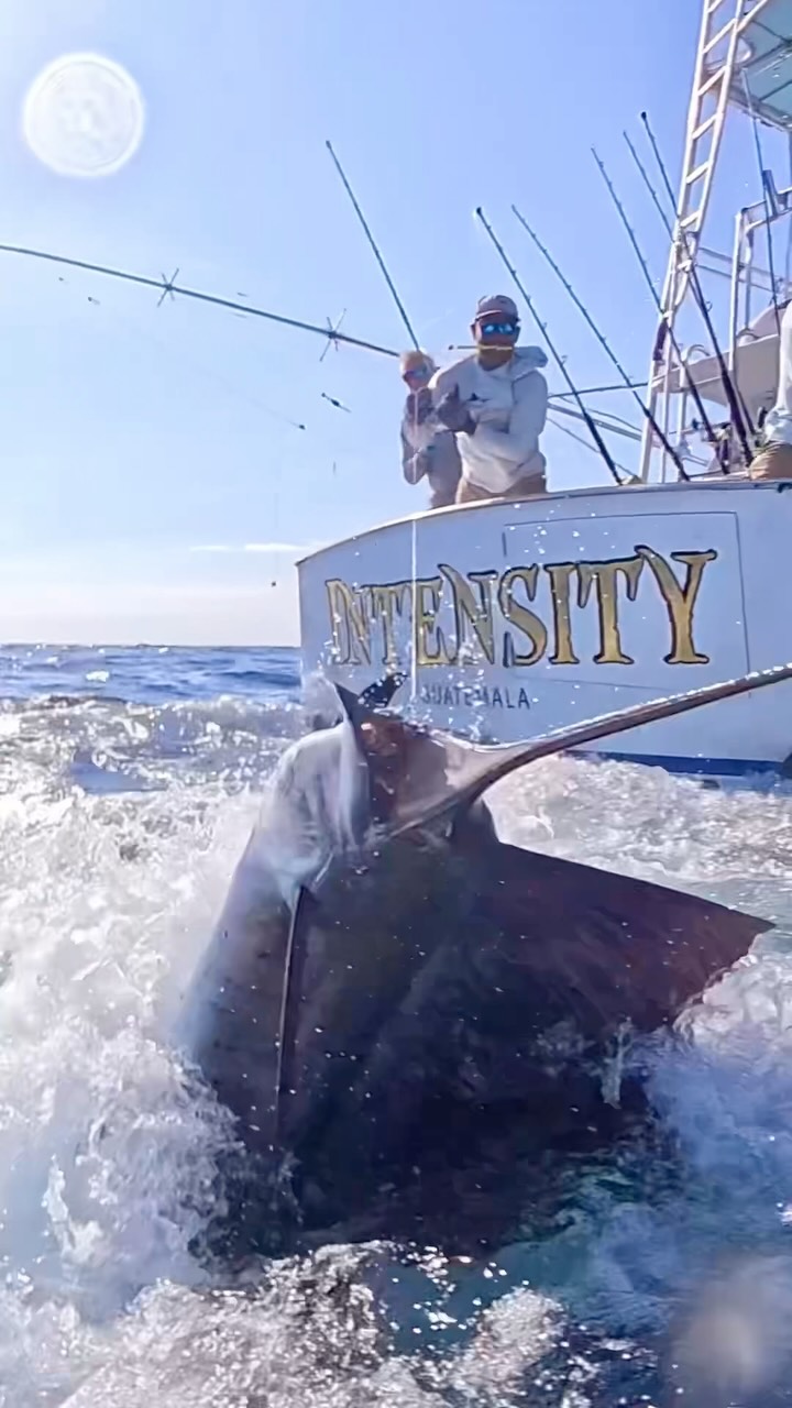 Crowd goes wild with a Sailfish Score!!! Fish w/ INTENSITY!!! & Score