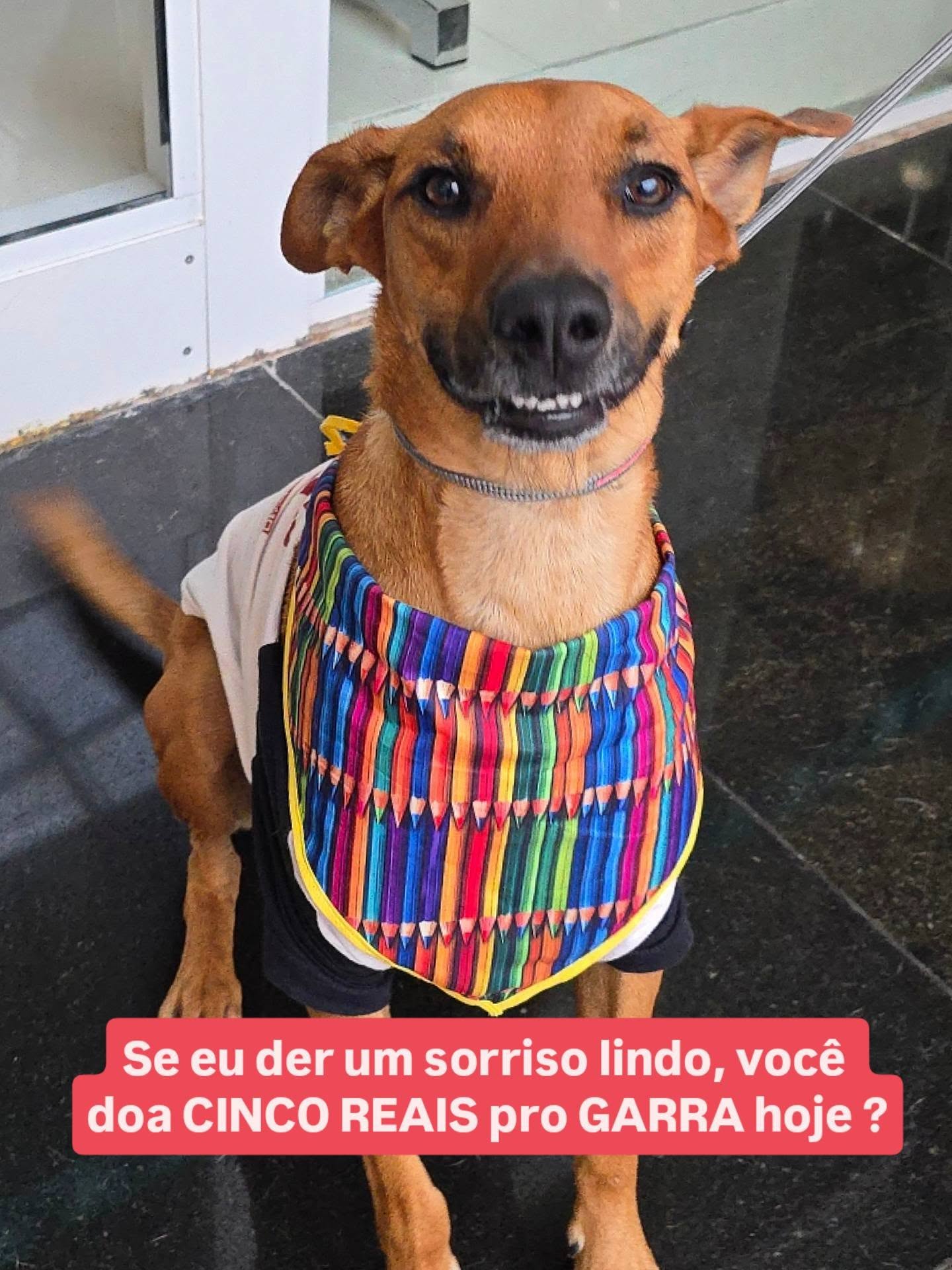 Com esse sorrisão lindo do Xaropinho é impossível não ajudar o GARRA hoje com apenas CINCO REAIS, não é, amigos? 😃❤️❤️
Colabore com CINCO REAIS ou quanto puder pelo 🅿️ℹ️❌️ 21 98024-1232 ou doar@onggarra.com
Para adotar o Xaropinho ou outro Garrinho, preencha o link na bio.
#xaropinhogarrinho #garrinhos #ajudeogarra #onggarra