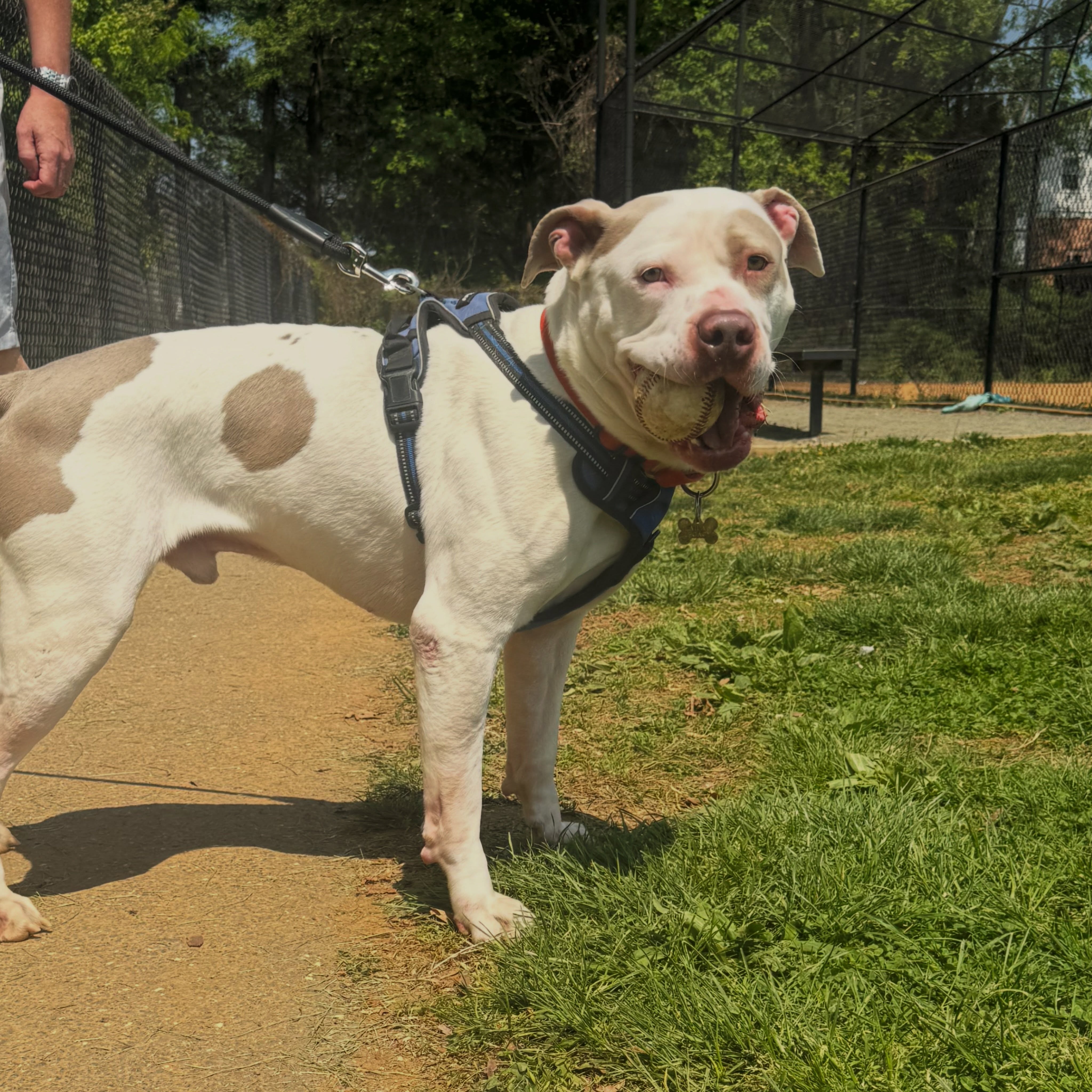 Sharing an update on Bjorn 💔
Due to a lack of sign-ups for Bjorn and our commitment to not sending him back to boarding, we're searching for a pet sitter through Rover. This isn't perfect, but it gives us an assurance he'll be cared for, outside of a boarding facility, with no other dogs in the home, and control the neighborhood.
We have a few sitters in discussion but the total is averaging $2,300 - $5,000 for a month of care. We're so grateful to share that, we've raised $1,830 -- THANK YOU to everyone that donated when we emailed internally!
A few questions have come up so sharing answers below:
💔We are still seeking a foster. Rover would not be a long-term option
💔His foster's can now hold him until June 3rd, so we are using that time to continue searching for a foster and sitter
💔We have not used Rover in the past because it's expensive and not a foster home. It arose out of a need to problem solve on a time crunch
💔Any sitter will have no other dogs and be in a quiet neighborhood
💔Any sitter booked will never have another dog sitting overlap.
💔Unfortunately, the nature of Rover means that training will be maintained with what he knows, but not continued sessions with our trainer as that's outside the scope of a normal Rover sitter.
💔Because Rover is a paid program, the sitters are very attentive, especially when they only take one at a time. Many share that they are focused on various activities outside, work from home to spend time with them 1:1, and more.
We understand this is disappointing for many of you. We are working around the clock on this & our main focus is finding him a safe place to land. We will continue working on this as we have the last few months, weeks, and days to find him a foster home that can provide the dream -- no dogs, quiet neighborhood, and eager to continue his training.
In the meantime, please consider donating towards a Rover sitter for him or sharing this post so we can **find a foster home for him** 🚨
As soon as we have someone solidified we will share more details. Please continue to share and spread the word about Bjorn.
💜