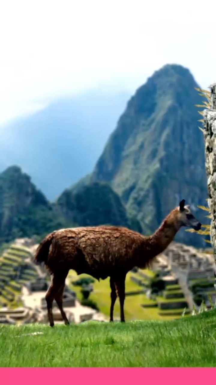 Fake statistics can be hard to verify… 😆
So let’s test this one together: 👇🏽
📊 99% of women who finally book the trip
realize they should’ve done it sooner.
Join your travel besties in Peru 🇵🇪
October 21-29, 2026
Lets see if the data checks out🤔
We’ll explore: 🔍
✨ Machu Picchu
✨ Sacred Valley
✨ Cusco
✨ Huacachina
✨ Lima food experiences
✨ New friendships and unforgettable memories
Spots are still available!
Comment “PERU” or visit www.livetravelvibe.com for details.
.
.
.
#peru #machupiccu #sacredvalley #grouptrips #bucketlisttravel