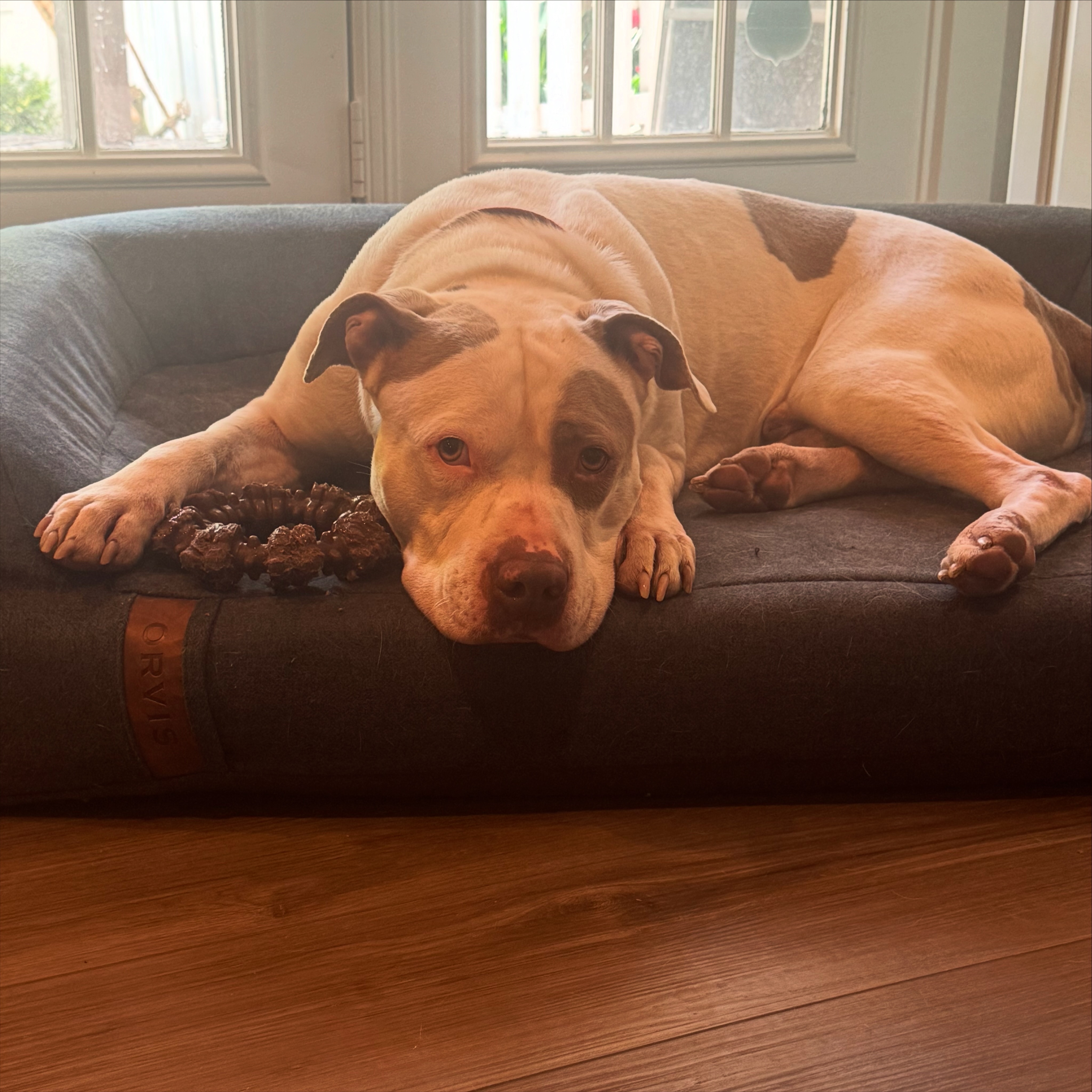 Heartbreaking Update - Please help! 🚨
In a completely shocking and heartbreaking turn of events, every Rover sitter we reached out to wasn’t comfortable watching Bjorn. We reached as far north as the Pennsylvania border and 3 hours south into VA. Many said no because they felt that they couldn’t keep away from dogs (& we appreciate the honesty) & others because they didn’t want to administer daily medications.
This has been very surprising and saddening. We are still working every filter on Rover and looking at other sitter options but we’re unsure if a sitter is still feasible.
As a result we are still looking for a foster to take in Bjorn.
If you can’t foster but know a pet sitter that will watch in the home, please let us know. We have fundraised close to $2,000 specifically for a sitter.****
We are heartbroken to think that the only last option is boarding. We have gotten everyone out of boarding and committed to trying everything and will *not* euthanize him only for space or because finding a foster has been hard. But months of asks and every angle isn’t working - our only hope to avoid boarding is a foster or a pet sitter someone knows.
Can anyone in our network foster him? Can you tag someone? Can you ask a friend or family member?
We completely understand having an “only-dog” in the home is tough. But Bjorn deserves a foster.
He is doing well in training, loving his muzzle, goofy & loves to play or a Kong/brain game. He loves to cuddle; happy just to watch a TV show with you. He can also be left while you’re at work! Bjorn takes daily medications for his anxiety and we’d love a foster that will continue working with his training, but we need a foster to just let him find a soft place to land. ❤️🩹
Even if you have dogs, we would rather him be in a safe foster home, separated from other dogs, than bounced around!
Please help us help Bjorn.
Sign up to foster.
Share this post.
Thank you all so much for all you do!! ❤️
-
***Please note for all donors that donated towards this, we have made a not of your allocation and will either refund or ask if you’d like to reallocate should we not find a pet sitte