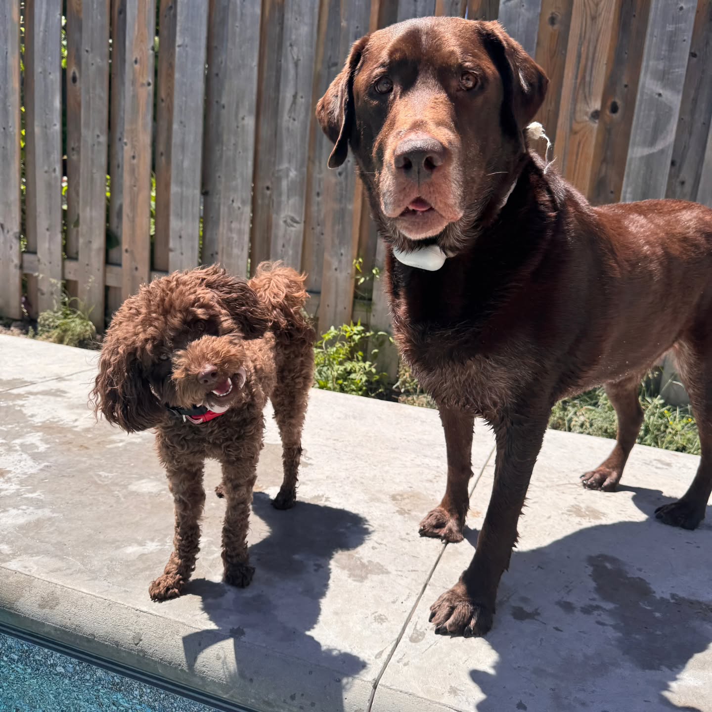 Suzie from Honey-Bunnys litter with her brother Kevin ❤️ 🐩🐕
#chocolatepoodle #minipoodle #besties