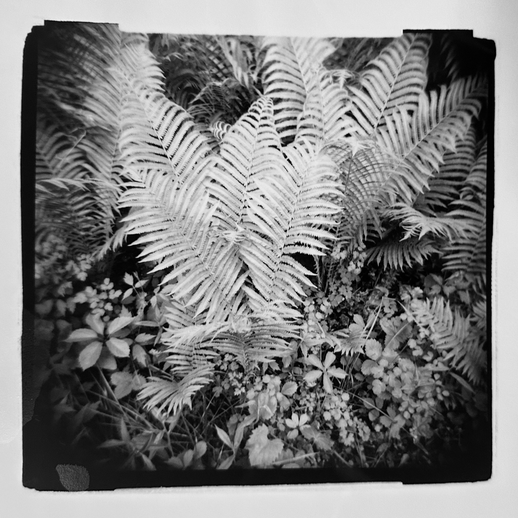 Current Holga gelatin silver prints #ferns #gelatinsilverprints #holga #lovedarkroomphotography #analogphotography #janecampart