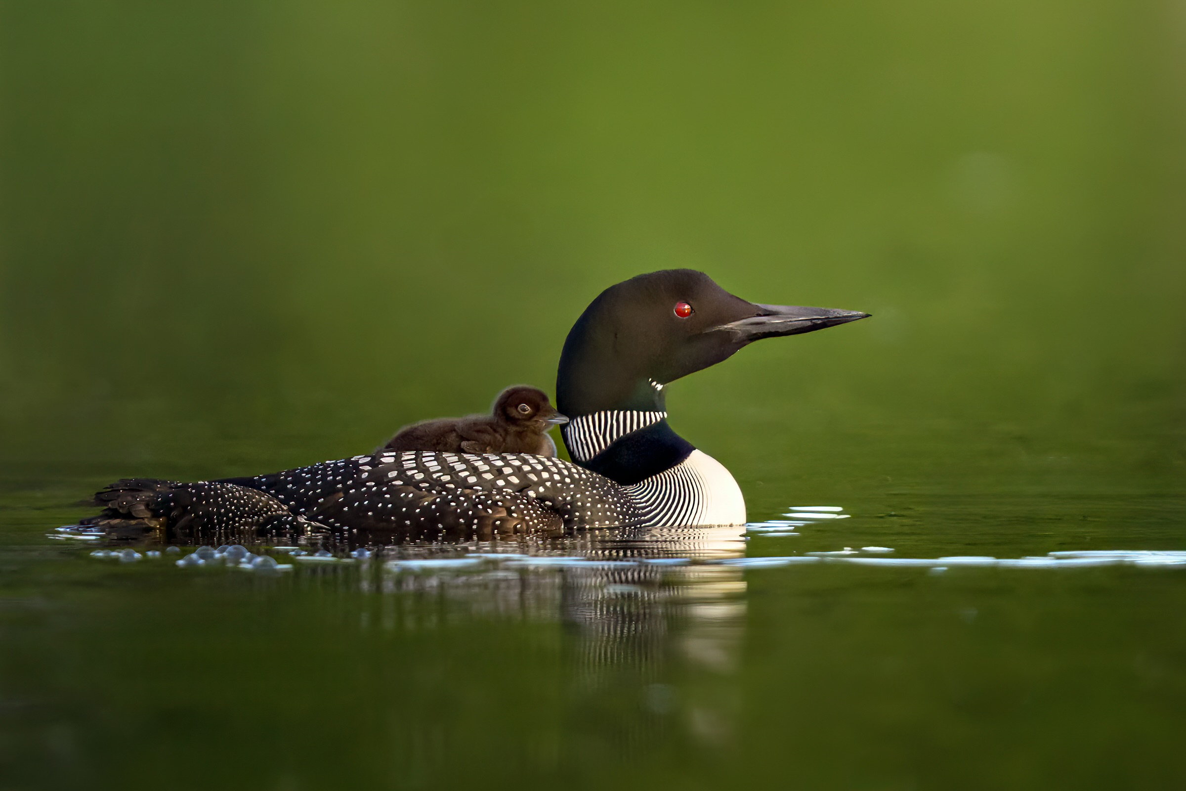 Moments like these have a way of slowing everything down. No rush. No noise. Just the gentle rhythm of the water and the privilege of sharing space with wild things.
Some mornings leave you with photographs.
Others leave you with perspective.
Happy Father's Day!
#loons #sharbotlake #birdphotography #beautiful #NatGeoYourShotBOTW