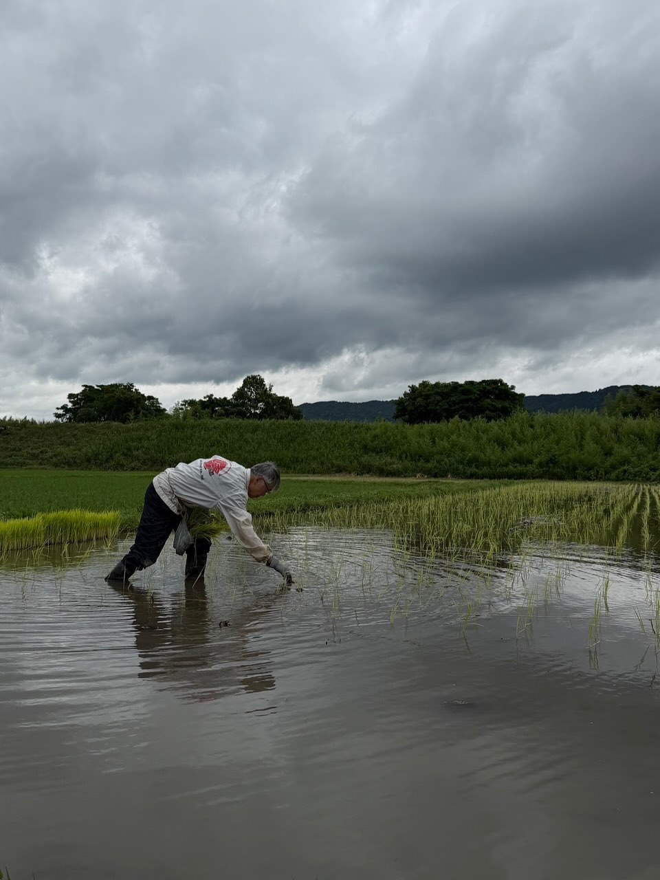 補植
最近は田んぼの補植作業が忙しいです。
まだまだ終わらなさそうです。
昔の人は偉いなぁ
お米作りってこんなに大変なんだなぁ
有り難いなぁ
そんな事を思いながら作業しています。
太陽と水と土と風の力でど大きく育ってね。
#米作り
#米
#田んぼ
#うじテレビ