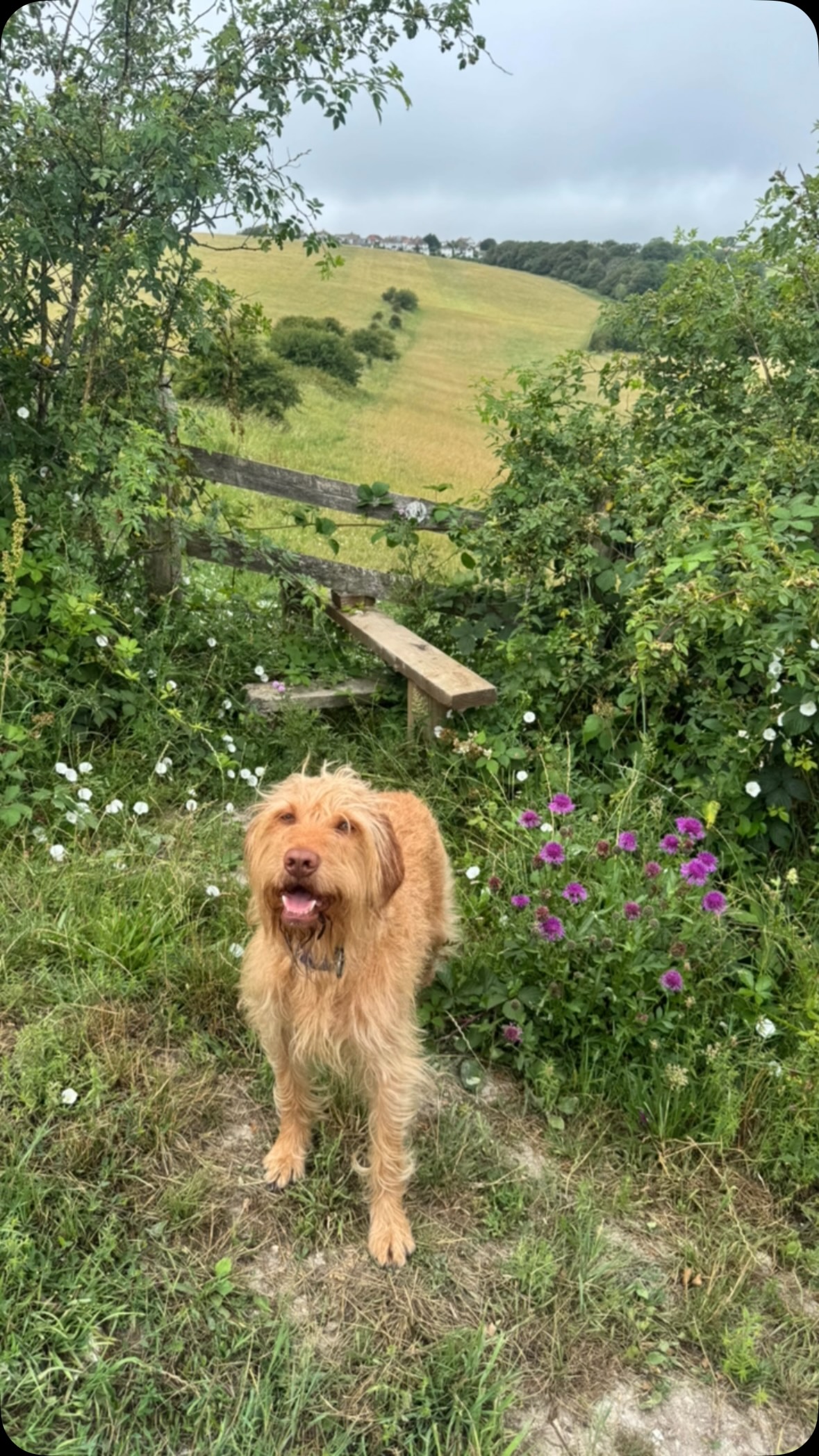 #wirehairesvizslaofinstagram
