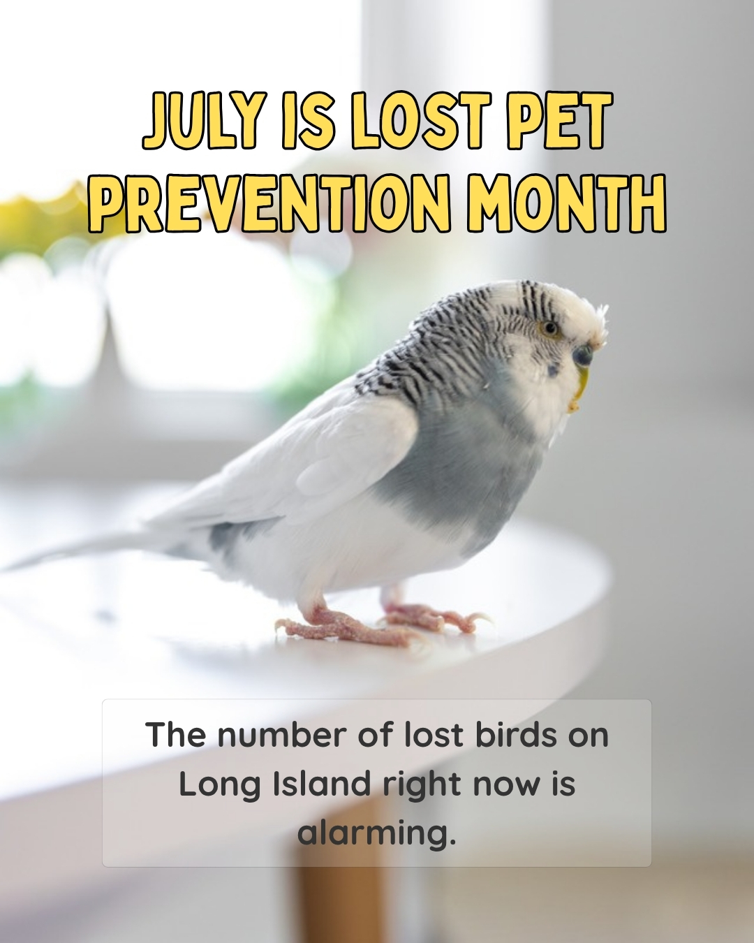 I've been watching the lost and found pet groups on Long Island and the number of birds going missing is out of control, budgies especially.
People are finding pet birds huddled on porches, sitting confused on backyard fences, and showing up at bird feeders. These are indoor animals. They do not know how to find food outside or avoid hawks, cats, or raccoons.
July is National Lost Pet Prevention Month. That conversation almost always centers on dogs and cats, but on Long Island right now, parrots are going missing at a rate that should concern every bird owner in Nassau and Suffolk County.
Summer is the highest-risk season, from screens that are loose or torn, doors left open only for a moment, fireworks, and guests who are not thinking about your bird when they open a door.
A microchip is the most reliable form of ID if your bird is lost or stolen. If yours is not chipped yet, bring it up with your avian vet.
If you are traveling this summer, make sure your bird's ID, your vet's contact info, and written care instructions are all confirmed with your bird sitter or boarding facility before you leave.
A few simple precautions now can make all the difference between a lost companion and a safe summer at home. With a little planning, you can help keep your feathered family member exactly where they belong - safe, secure, and with you.
Full post on the blog. Link in bio.
#BirdGirlPetServices #ExoticPetCare
#LostPetPrevention #ParrotCare
#LongIslandPets