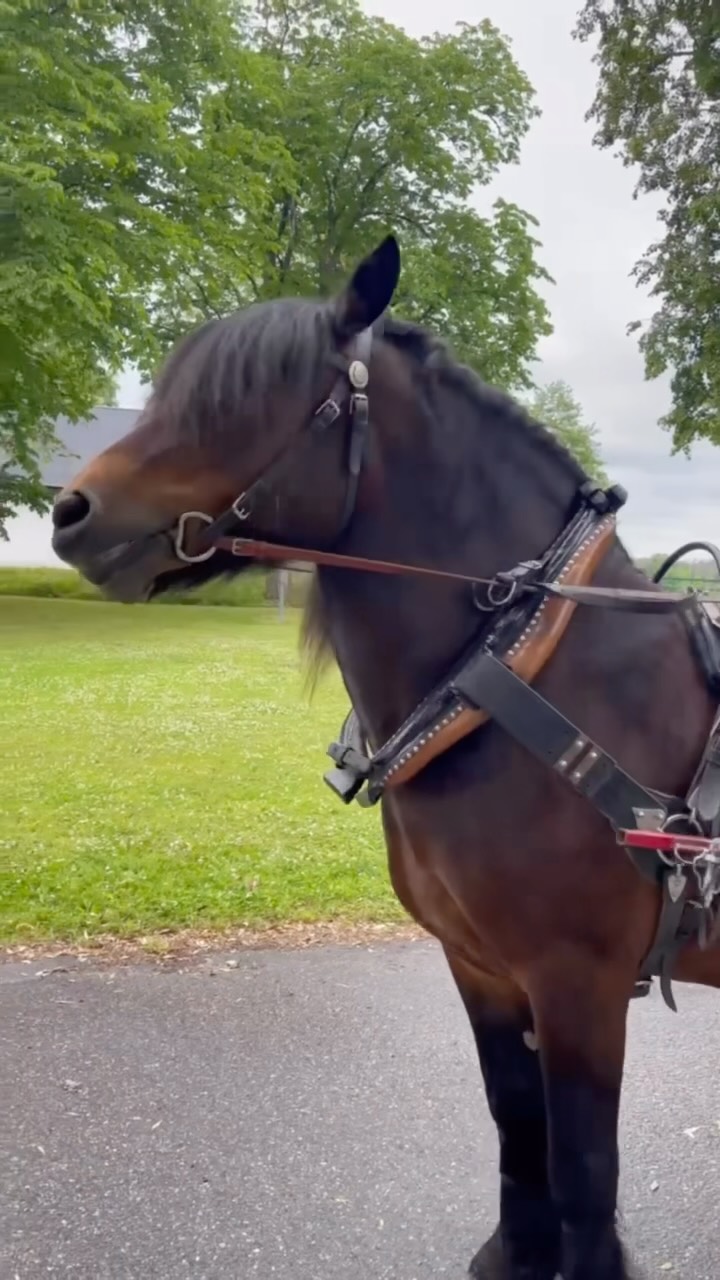 Herrgårdshästen Tron är tillbaka! 🐴
Under fyra onsdagar i juli kommer Tron till Herrgården för att klippa gräsmattorna på traditionellt vis - precis som man gjorde förr i tiden. Kom och se Tron arbeta, och passa gärna på att hälsa på honom under pauserna! 🌱
Datum:
8 juli
15 juli
22 juli
29 juli
Tid: ca 10.00-15.00
Välkomna att uppleva ett levande kulturarv på Herrgården!