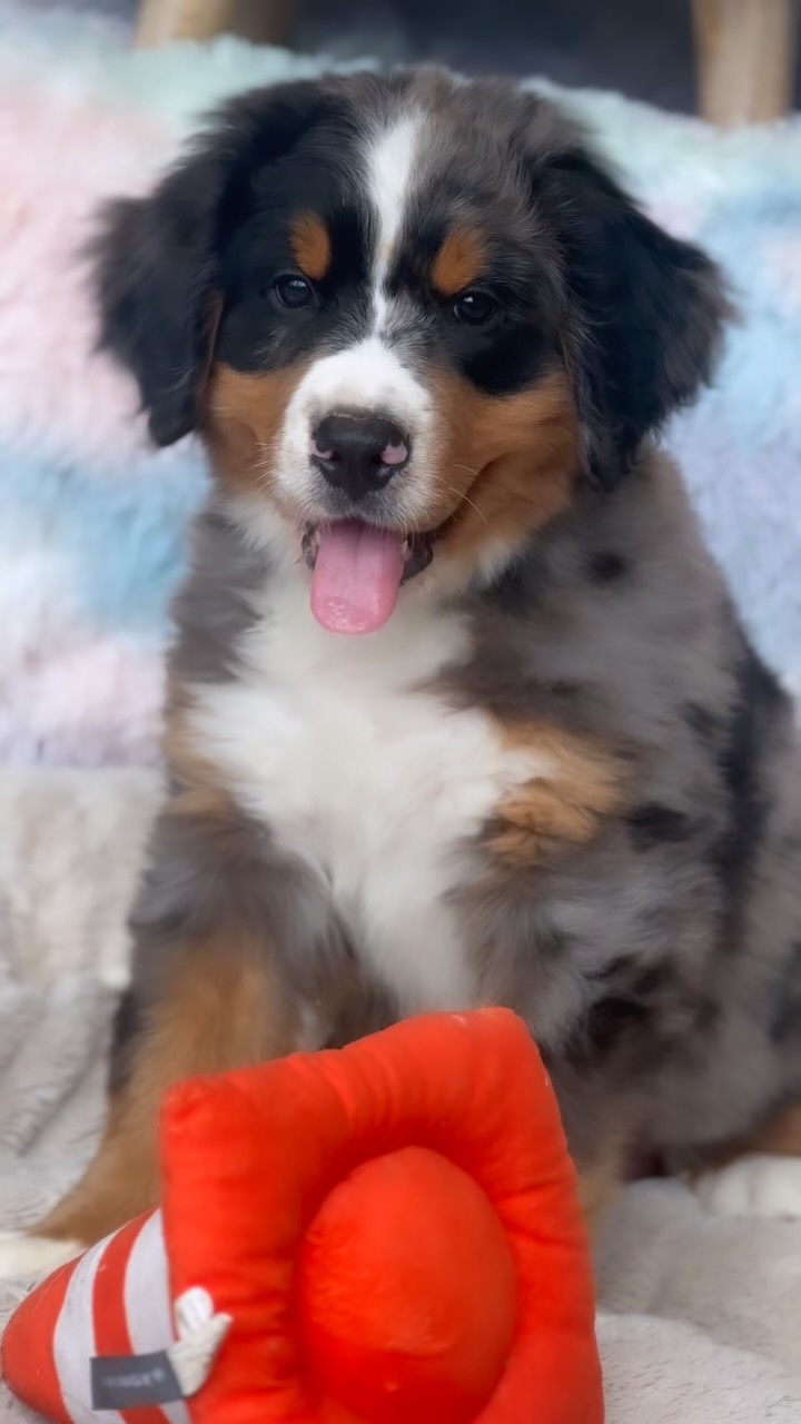 Tetris x Deans Available male - Australian Mountain dog - 92% bernese 8% Aussie - Dm to inquire! #LKaustralianmountaindogs