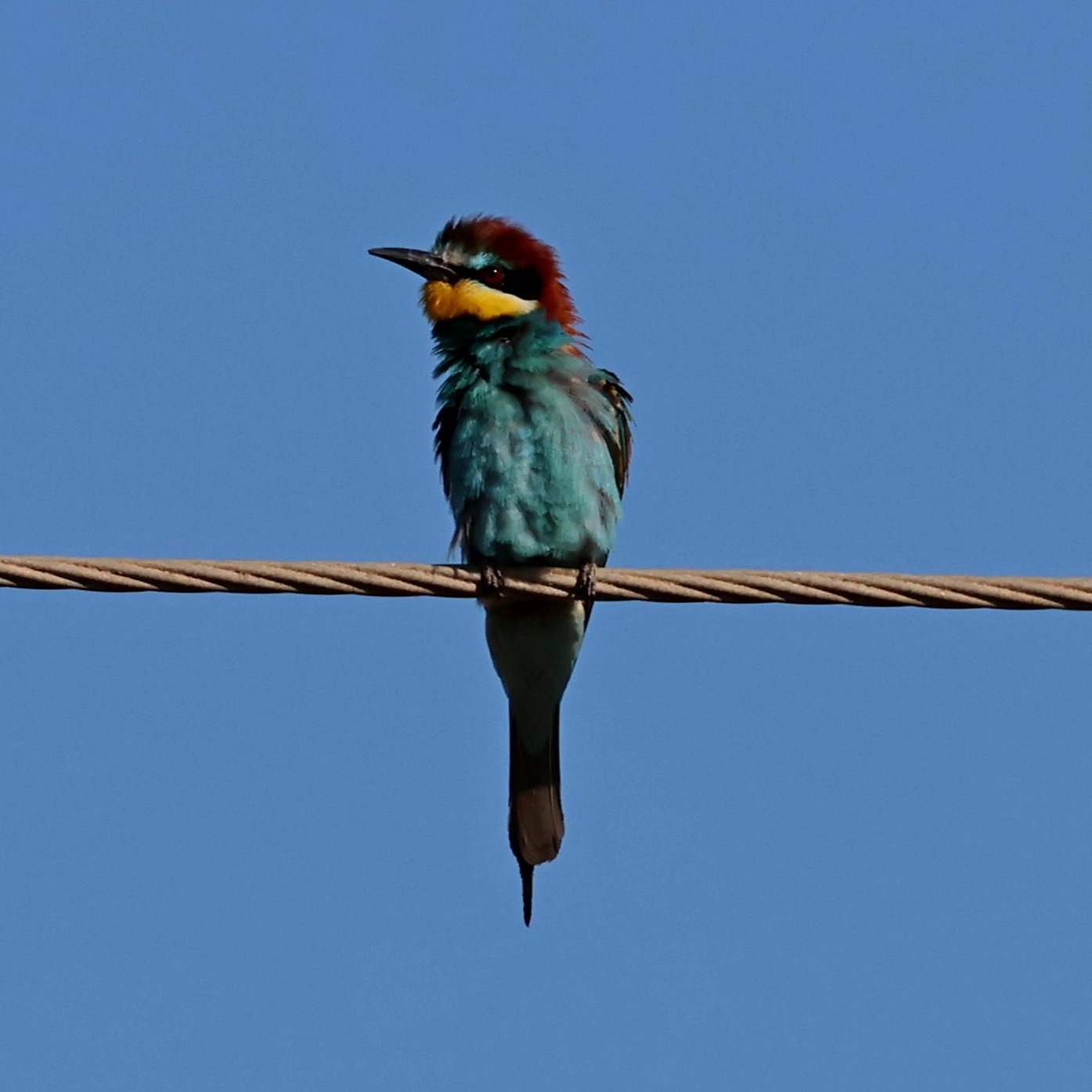 A Fathers day treat, seeing, and managing to photograph this bee-eater at Livadi yesterday.
#islandwildlife #kefaloniawildlife #greekwildlife #guidedwildlifewalks #birdlovers