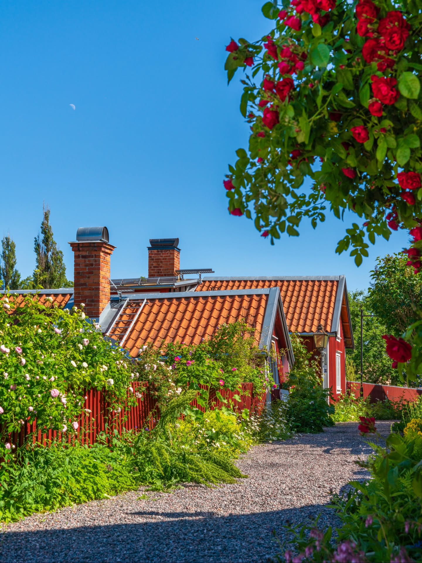 Nu börjar rosorna och stockrosorna blomma i Söderköping 🌹🌺
Det mesta har inte slagit ut än me...
