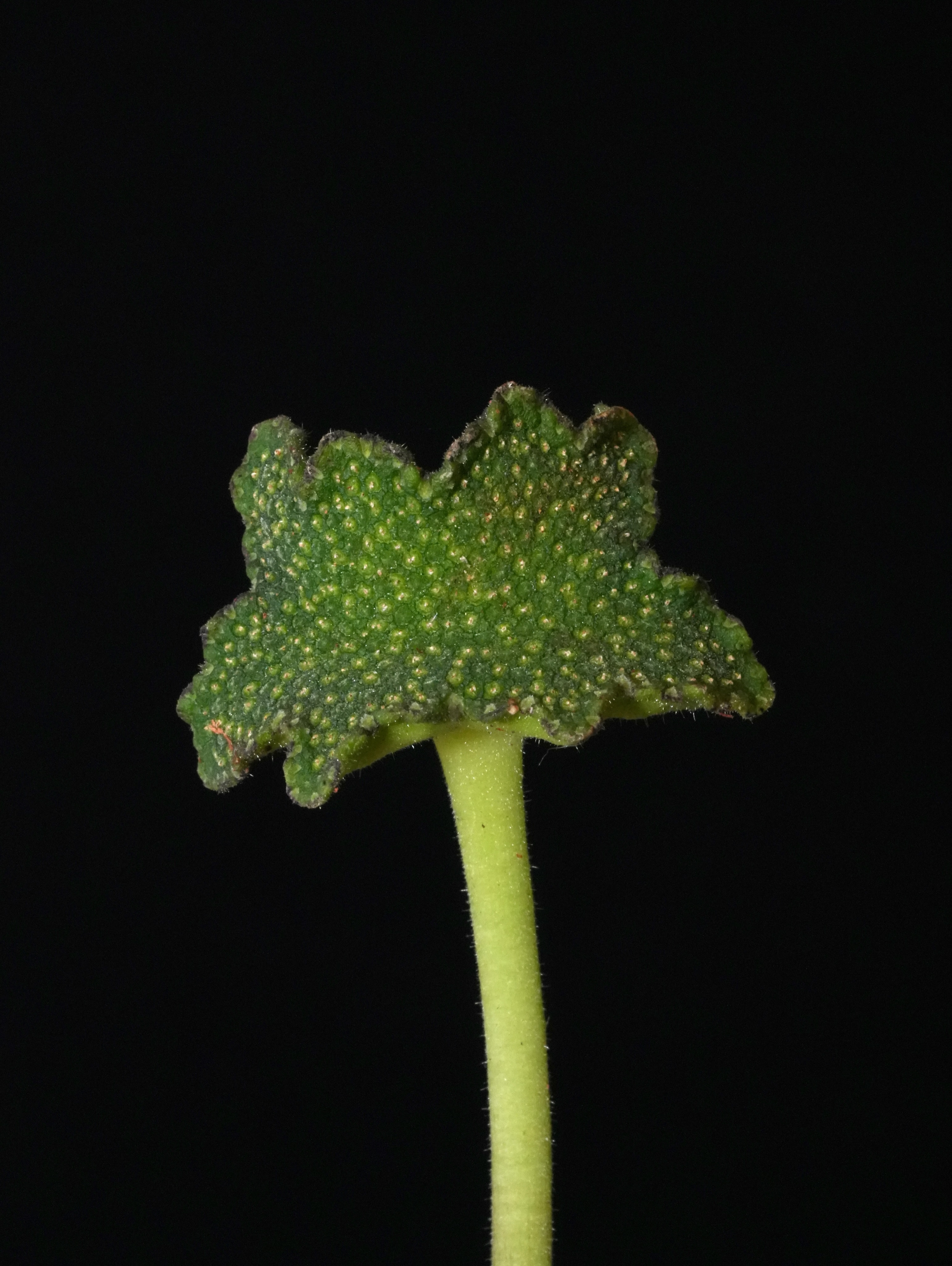 La contrayerba, 𝘋𝘰𝘳𝘴𝘵𝘦𝘯𝘪𝘢 𝘤𝘰𝘯𝘵𝘳𝘢𝘫𝘦𝘳𝘷𝘢, es una hierba de los bosque tropical que suele pasar desapercibida entre la hojarasca. Su extraña “flor” en forma de estrella no es una flor verdadera, sino una estructura que alberga decenas de flores diminutas.
Después de la polinización, allí se desarrollan los frutos y a medida que maduran, la presión interna aumenta hasta que las semillas son expulsadas violentamente al exterior.
Este mecanismo, conocido como autocoria, permite que la planta lance sus semillas a cierta distancia de la planta madre, aumentando sus posibilidades de establecer nuevas plántulas.
Algunos estudios sugieren que especies de 𝘋𝘰𝘳𝘴𝘵𝘦𝘯𝘪𝘢 también pueden aprovechar el agua para dispersar sus semillas. Cuando la estructura fructífera se llena de agua, se inclina y libera las semillas como una catapulta.
Durante siglos, la contrayerba fue una de las plantas medicinales más apreciadas de América. Pueblos indígenas la utilizaban tradicionalmente para tratar diversas afecciones, y durante la época colonial sus raíces fueron exportadas a Europa, donde se consideraba un remedio valioso contra venenos, fiebres y mordeduras de serpiente. De hecho, su nombre común proviene de esa fama: una hierba “contra” los venenos.
Hoy sabemos que sus raíces contienen diversos compuestos naturales, entre ellos flavonoides y cumarinas, que continúan despertando el interés de los científicos 👨🔬 👩🔬