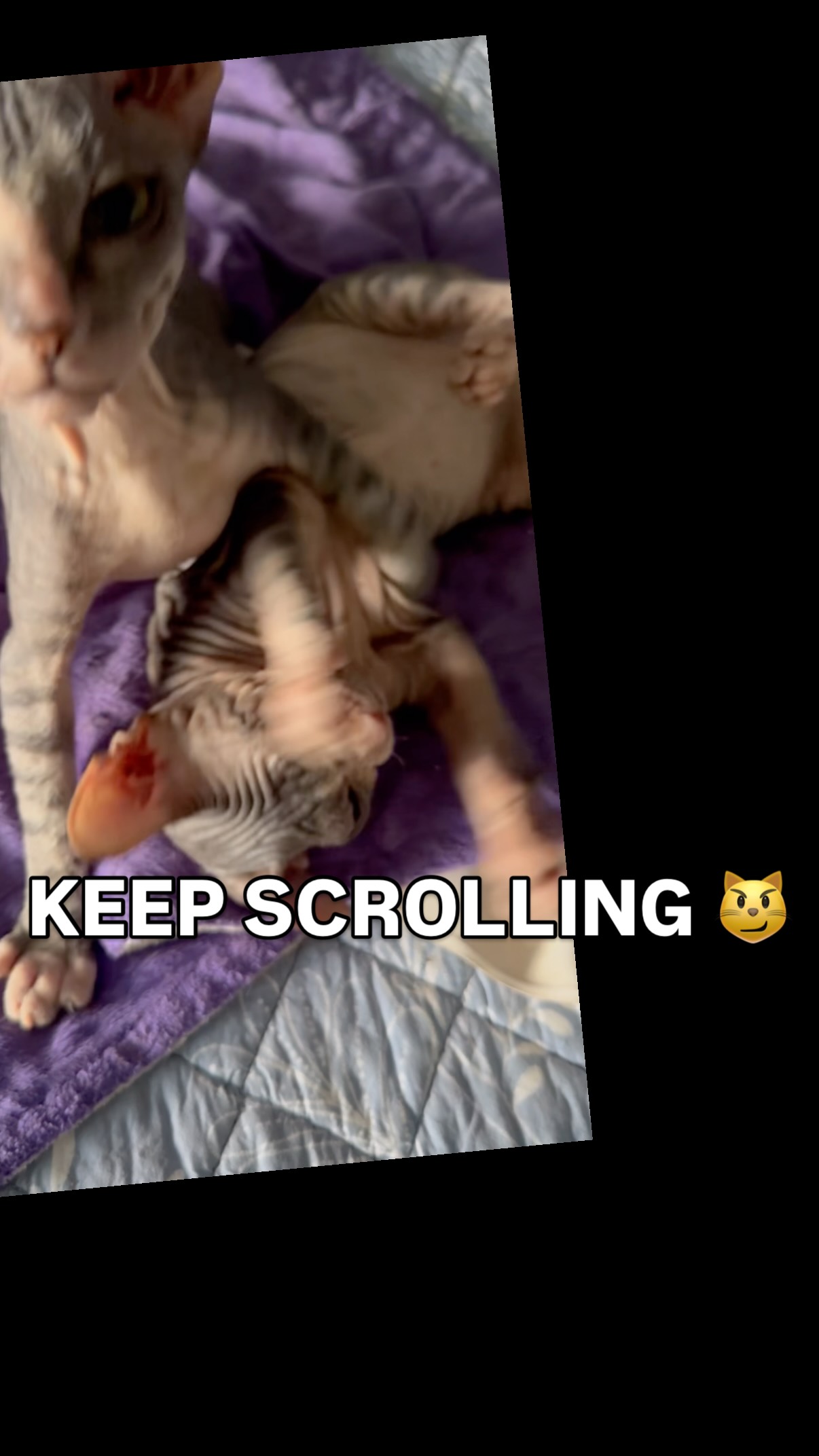 You were warned. 😼🐾
Apparently my cats have opinions about people scrolling past. 😂
Follow for more Donskoy chaos.
#kittensofinstagram #donskoy #hairlesscats #catloversclub #catvideos videos