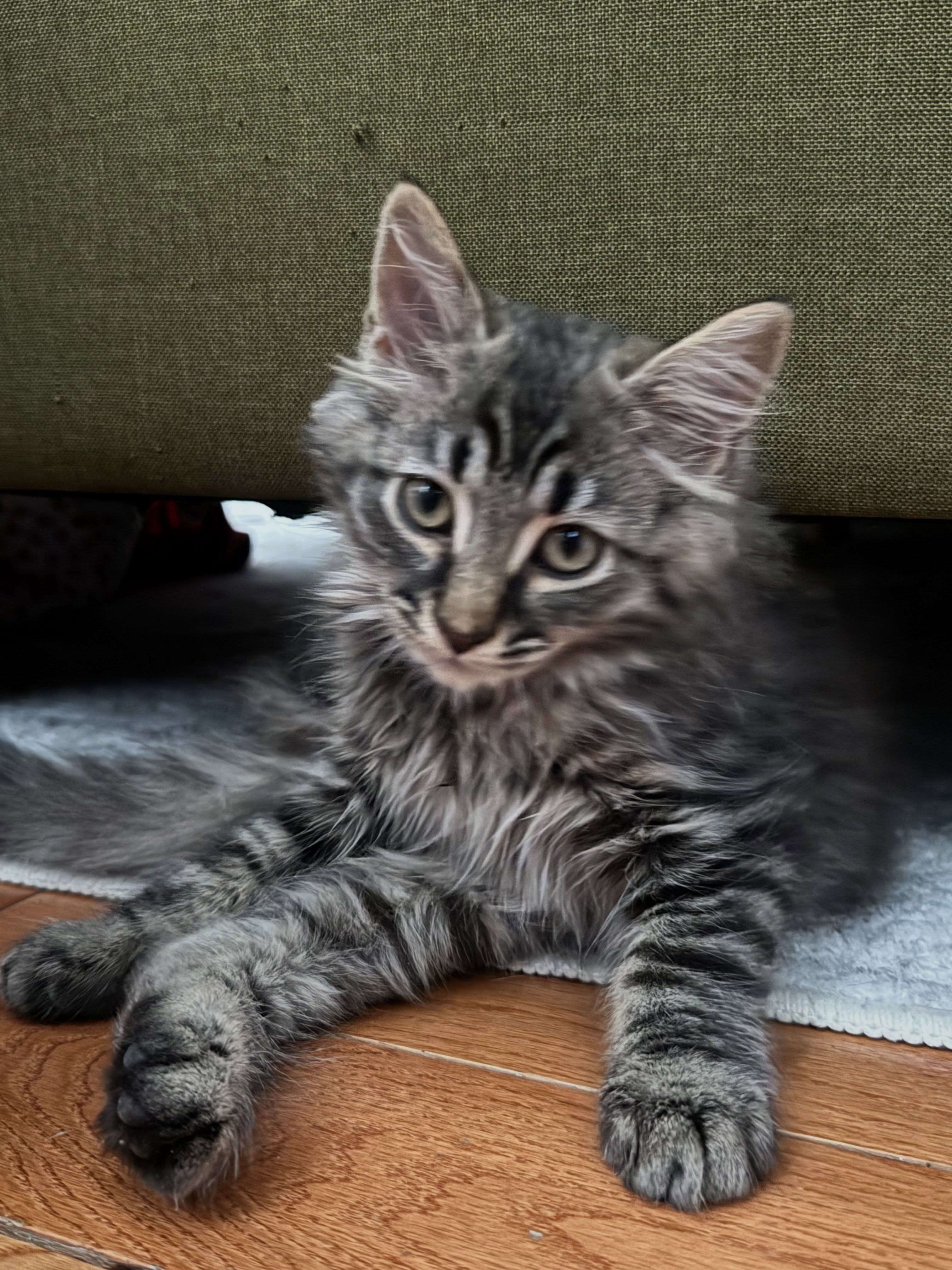 Meet Sylver and Sapphire! Eight week old, adorable fluff balls ready for a forever home 🤩
Apply to adopt today through the link in our bio!
—
#adoptable #kittens #lailaslegacy
