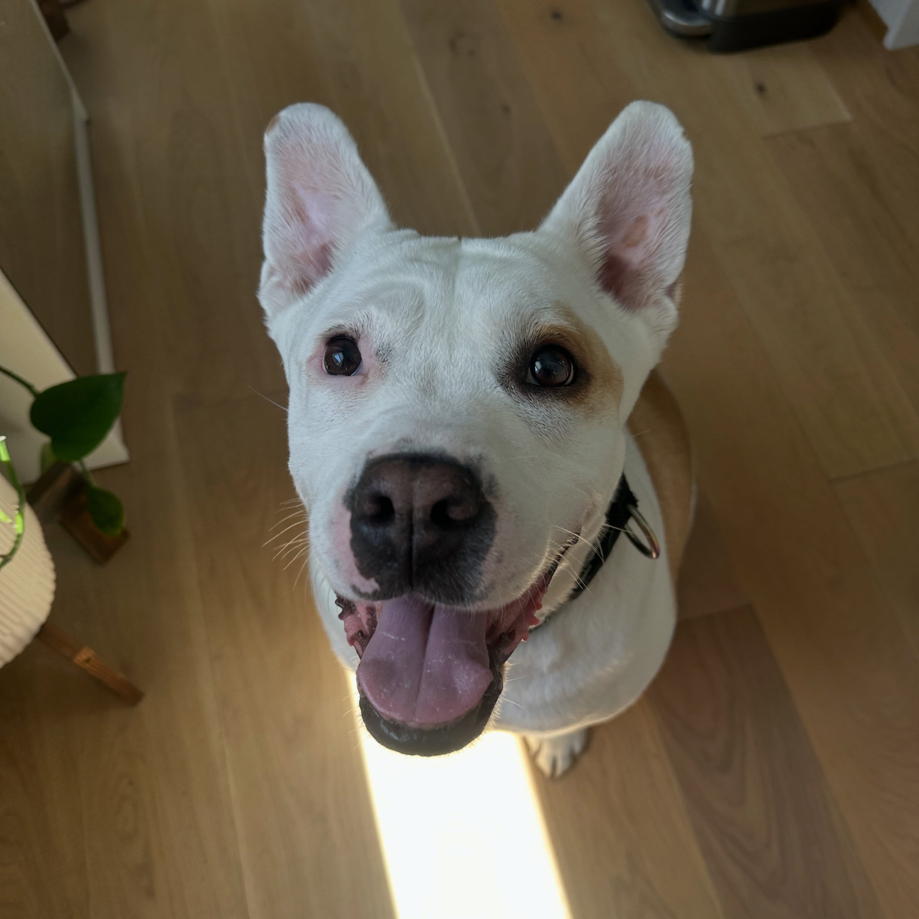 We didn’t want to jinx it, but now that it’s been a full week we are so excited to share Lady Beth (LB) is in foster!
With LB’s behavior challenges and specific home set up it was a long road to find a foster willing to open their heart and home to her. But LB hit the jackpot with an amazing foster!! We will keep everyone posted on her progress but she’s already making herself very much at home.
A HUGE thank you is owed to our dog walkers. Without this small but mighty team of volunteers who each walk our pups at our boarding partner multiple times a week. They helped get content and social media that was pivotal in finding a foster for LB and we cannot express our gratitude enough. And another shoutout to @prettyboyaussie who was LB’s previous foster and who kindly agreed to meet up with the new foster before she committed to fostering. Thank you thank you thank you to each and every dog walker and volunteer who’s made this happen!
We know many of you will ask, and we have just ONE MORE pup in boarding - Rye! We know her time is coming but please still keep sharing to help find fosters.
In the meantime, cheer on LB as she settles into foster and finds a forever family! ❤️🥳
—
#fosteringsaveslives