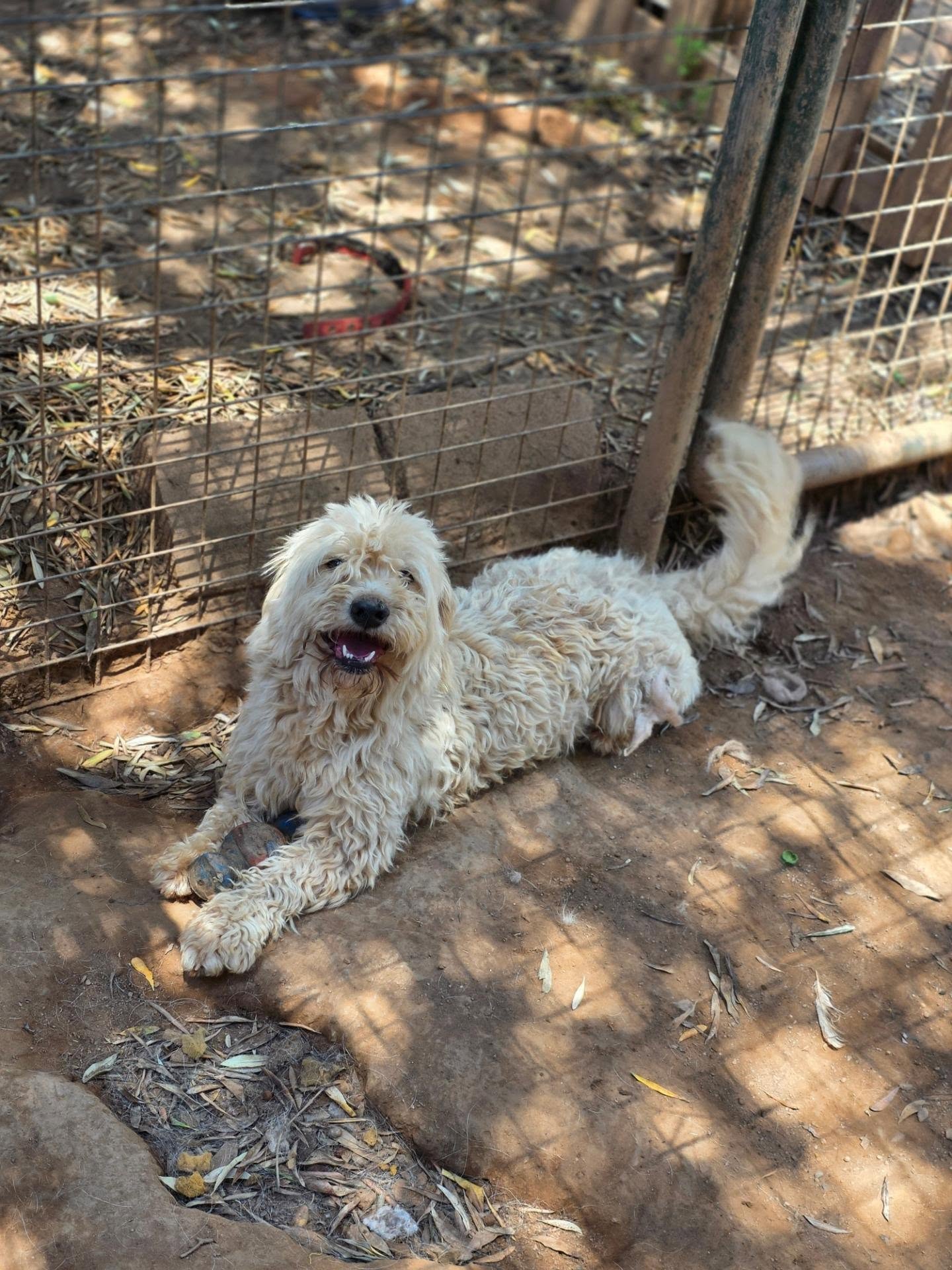 Chance has spent way too long living in kennels, and we know he would be so happy and grateful to have a proper home!
Could you be the family he has been waiting for?
Find out more about Chance on our website: www.melezdogrescue.com/chance