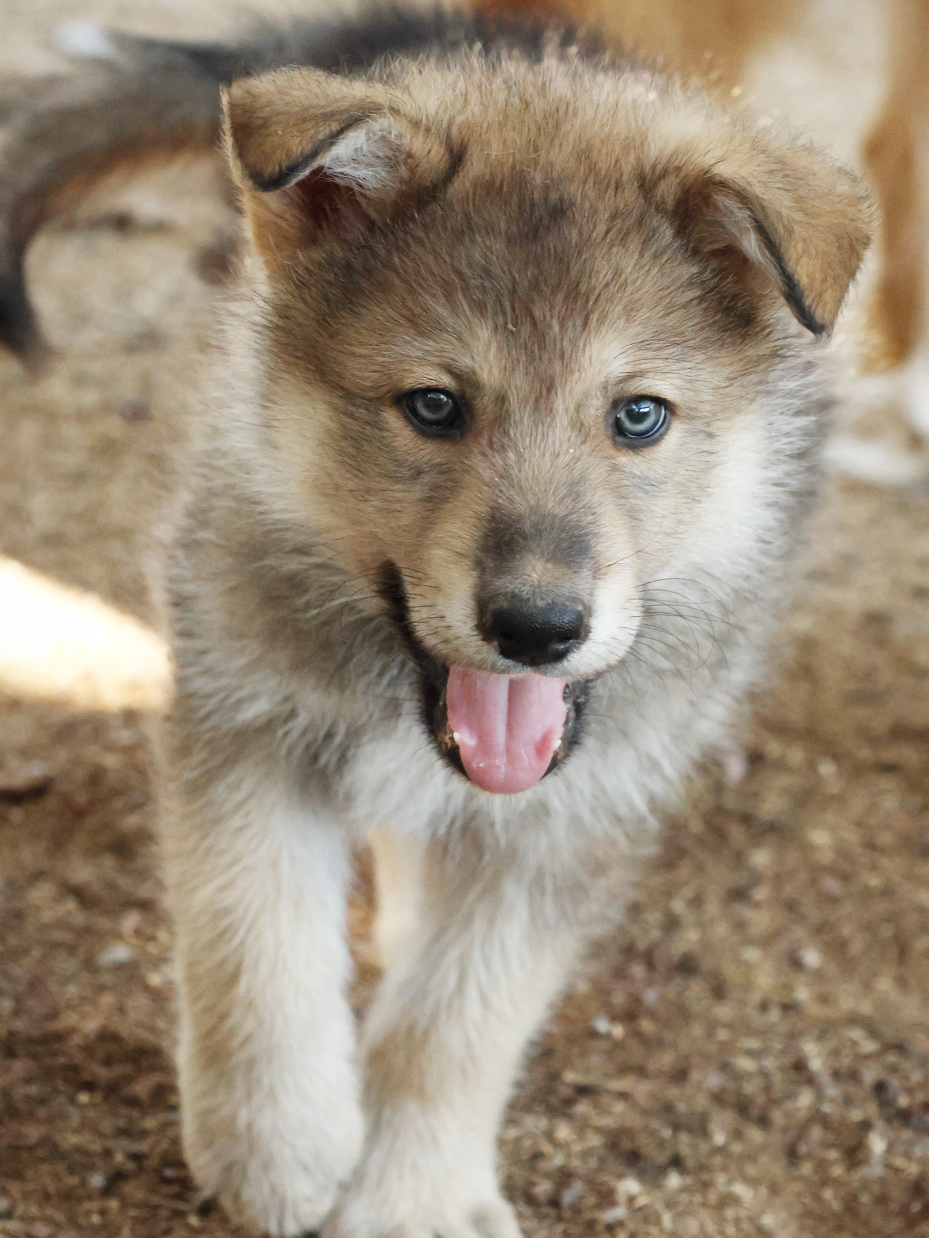 Bébés à poil court disponibles à la réservation 🥰
le papa est Jed, notre ours au cœur tendre de 64kgs, fils de notre magnifique Stark, et la maman est notre belle Blondie aux allures de renard, fille du spectaculaire Jorah.
Pour amateurs et connaisseurs de lignées uniques de chiens-loups 🤗
lepactedesloups.fr 🐺