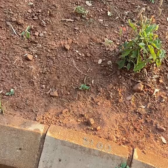 While researching my family's 200+ years in Southern Africa, a thought struck me: The graves our our ancestors are lying in some corner of Africa, probably forlorn and forgotten.
So I found a Zimbabwean artist @mdududzi who lovingly restores graves sites, and briefed hi to find my grandfather Henry and German great-grandmother Marie, both laid to rest in Harare, Zimbabwe.
He came back soon having located Henry's plot, but... (see his explanation in video).
Here's a little bit about the man we called 'Pops' that rests there.
Henry 'Dick' Llewellyn Lloyd was born in 1902 into a family that had helped open up Southern Rhodesia as Pioneer settlers. He grew up to become a man of extraordinary range — farmer, storyteller, musician, gemstone enthusiast, and devoted family patriarch.
Dick spent much of his life in and around Gwelo (now Gweru), in the heart of the Rhodesian Midlands. He worked in the HR department at the Shabani asbestos mine before a lung problem saw him retire to take on Forest Vale Farm — a sprawling 3,600-acre property outside Gwelo that had been passed down from his Pioneer father. He ran cattle and maize, and had a particular passion for fossicking and gemstones — a love that would, in a twist of colonial irony, eventually cost him the farm's mineral rights when he innocently tipped off an exhibitor at a gem expo about the rich silica deposits beneath his land.
But there was far more to Dick than farm life. He was a gifted musician — piano, bugle, and mouth organ — and was invariably the one at the keys at the Shabani Mine Club socials, getting the party started. He was known for his outstanding bushcraft, his deep understanding of the African landscape, and his vivid, captivating storytelling. He and Irish wife Eileen had six children, including my father.
His grandchildren — who called him "Pops" — remembered falling asleep listening to his nightly tales of hunting, animals, dogs, and crocodiles. To be continued...