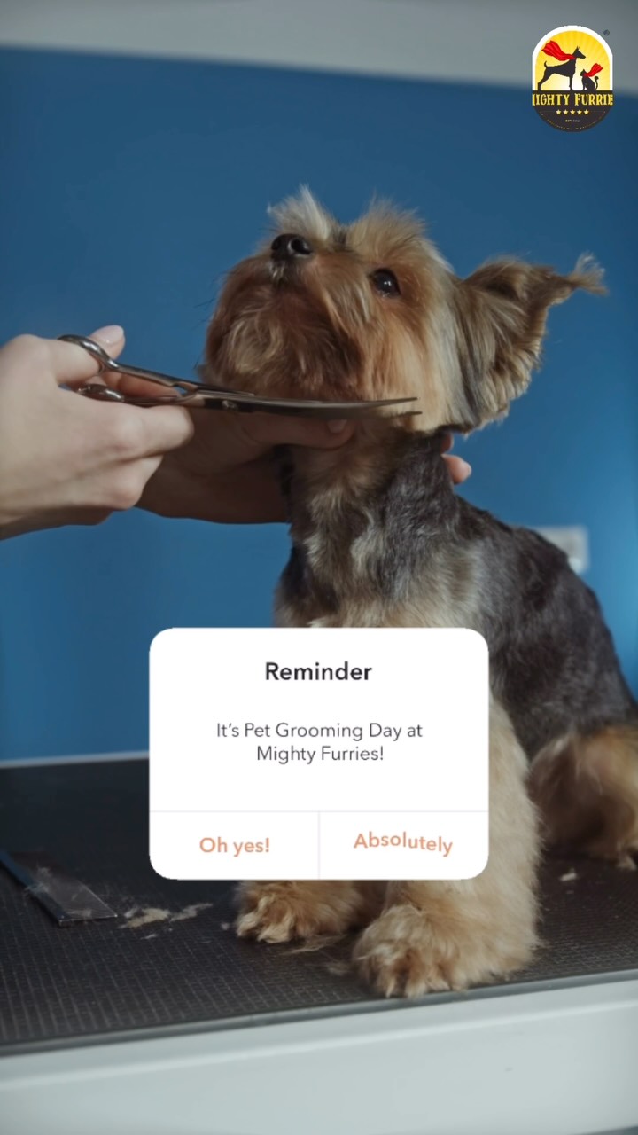 Your pet deserves more than just a bath—they deserve a complete grooming experience! 🐶🐱✨
Regular grooming is essential for keeping your furry friend clean, comfortable, and healthy throughout the year. It helps maintain a healthy coat, prevents matting, reduces shedding, keeps ears and paws clean, and allows early detection of skin issues. 🐾💙
Whether it’s a routine grooming appointment or a seasonal refresh, our experienced groomers ensure your pet enjoys a safe, gentle, and stress-free experience from start to finish.
At Mighty Furries, every grooming session includes the care, patience, and attention your pet deserves. Because a happy grooming experience leads to a happier, healthier pet! ❤️
✨ Professional Grooming
🛁 Bath & Blow Dry
✂️ Hair Trimming & Styling
👂 Ear Cleaning
🐾 Nail Trimming & Paw Care
💙 Personalized care for every pet
Don’t wait until your pet’s coat becomes difficult to manage. Book their grooming session today and let them look, feel, and smell their best! 🐾
📞 Call/WhatsApp to book your appointment: 089284 84878
📍 Mighty Furries – Premium Pet Store & Grooming Center
Because every wagging tail and happy purr starts with great care. 🐶🐱✨
#MightyFurries #BookAGroomingSession #PetGrooming #PetCare