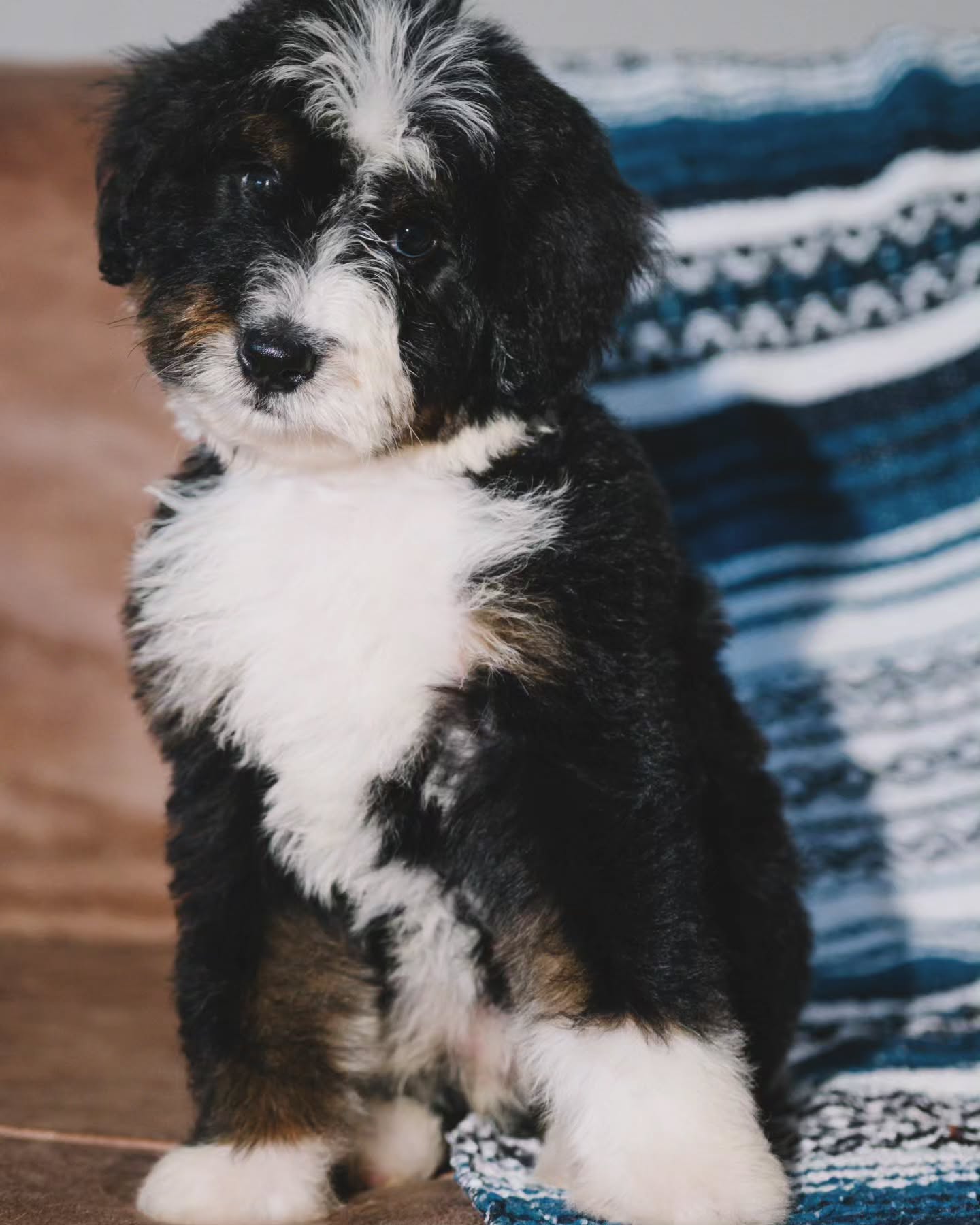 Our "Cinco De Mayo" Litter! π²π½
#bernedoodle #tribernedoodle #mediumbernedoodle #bernedoodlepuppies #bernedoodlepuppy