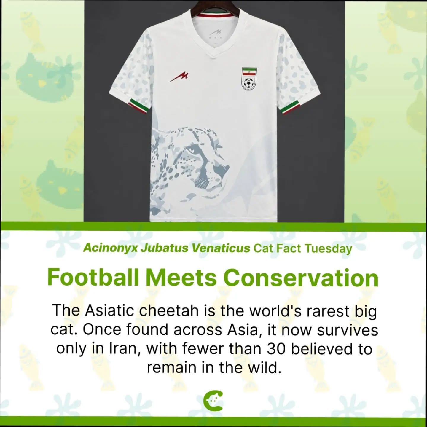 More than a football shirt. šš®š·
The Asiatic cheetahāthe world's rarest big catānow survives only in Iran. With fewer than 30 believed to remain in the wild, it has become a symbol of both national pride and conservation.
Its appearance on Iran's World Cup shirt helps bring global attention to one of the planet's most endangered cats.
#asiaticcheetah #worldcup2026 #footballculture #wildlifeconservation #ŲŖŪŁ
_Ł
ŁŪ @iran_football_federation @teammellifootball ā½ļøš