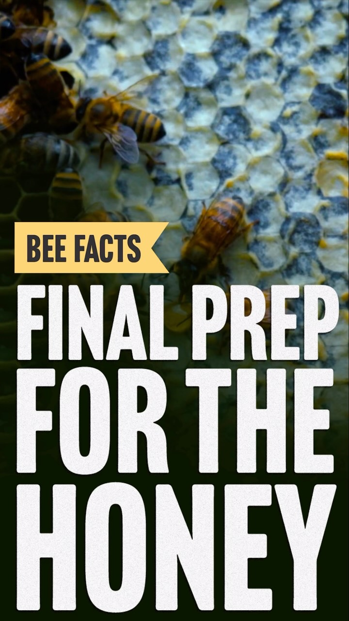 Once the honey moisture level is reduced by the bees in the hive they apply a thin wax capping to it for preservation. When this is observed by beekeepers they know it is time to being the hive boxes in to the Honey house to begin the extraction process. #honey #newjersey #beekeepersofinstagram #savethebees #insects