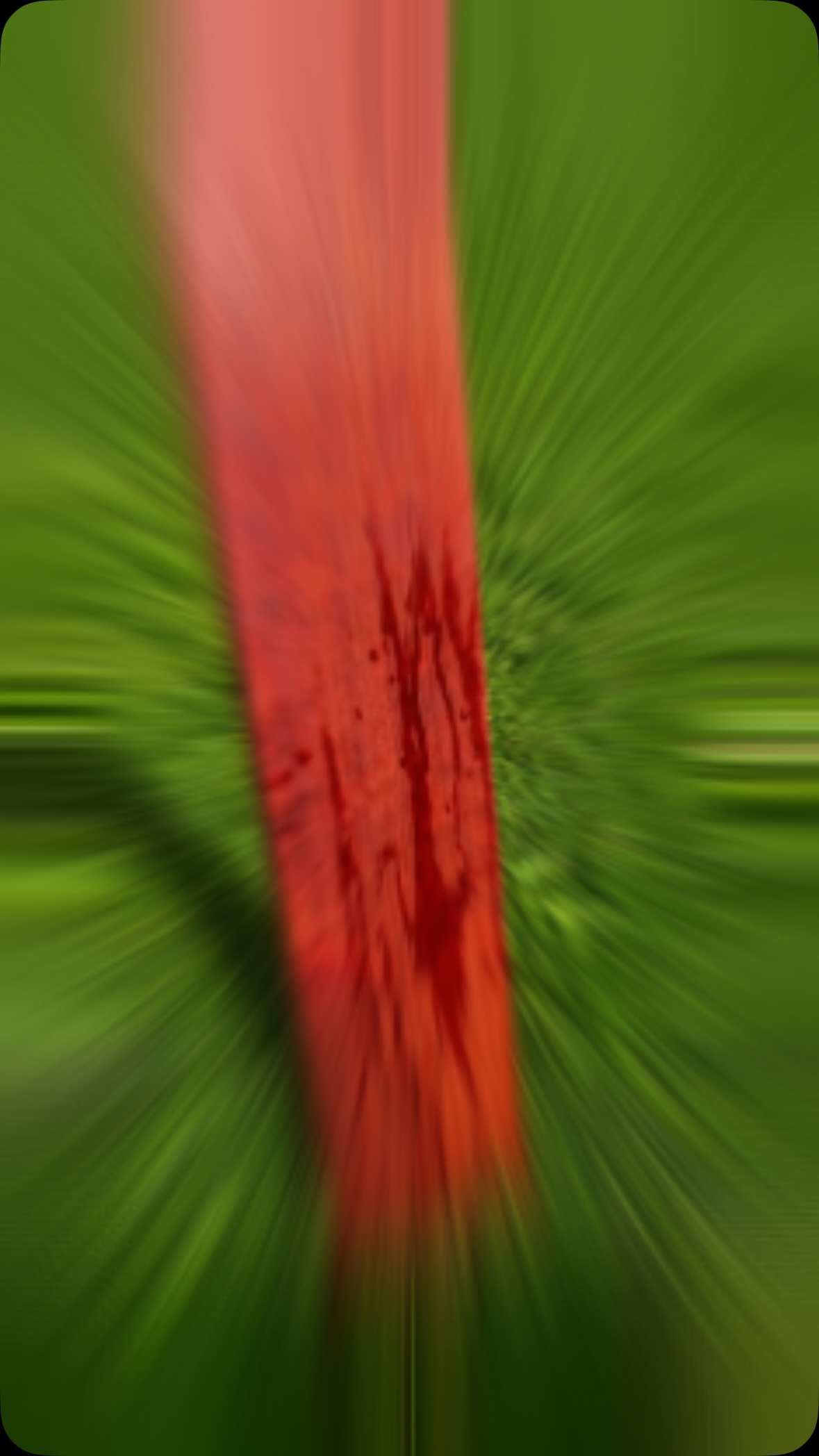 🩸 African Bloodwood — The Tree That Bleeds
This is one of the wildest woods we’ve had in the shop.
African Bloodwood, also known as Pterocarpus angolensis, gets its name from the deep red sap it releases when freshly cut. At first, the fresh cut can look lighter, but as the sap and exposed wood react with air, it begins to oxidize, deepening into that rich red tone Bloodwood is known for.
That natural red color isn’t stain. It isn’t dye. It’s the wood itself.
African Bloodwood is dense, durable, and absolutely stunning once finished. It’s the kind of material that reminds you woodworking is more than just building — it’s working with something that has a story before it ever reaches the shop.
From Africa… to the saw… to a one-of-a-kind piece.
Stay tuned. This one is going to be special. #customwoodworking #customwoodwork #fyp #asmr #custommade