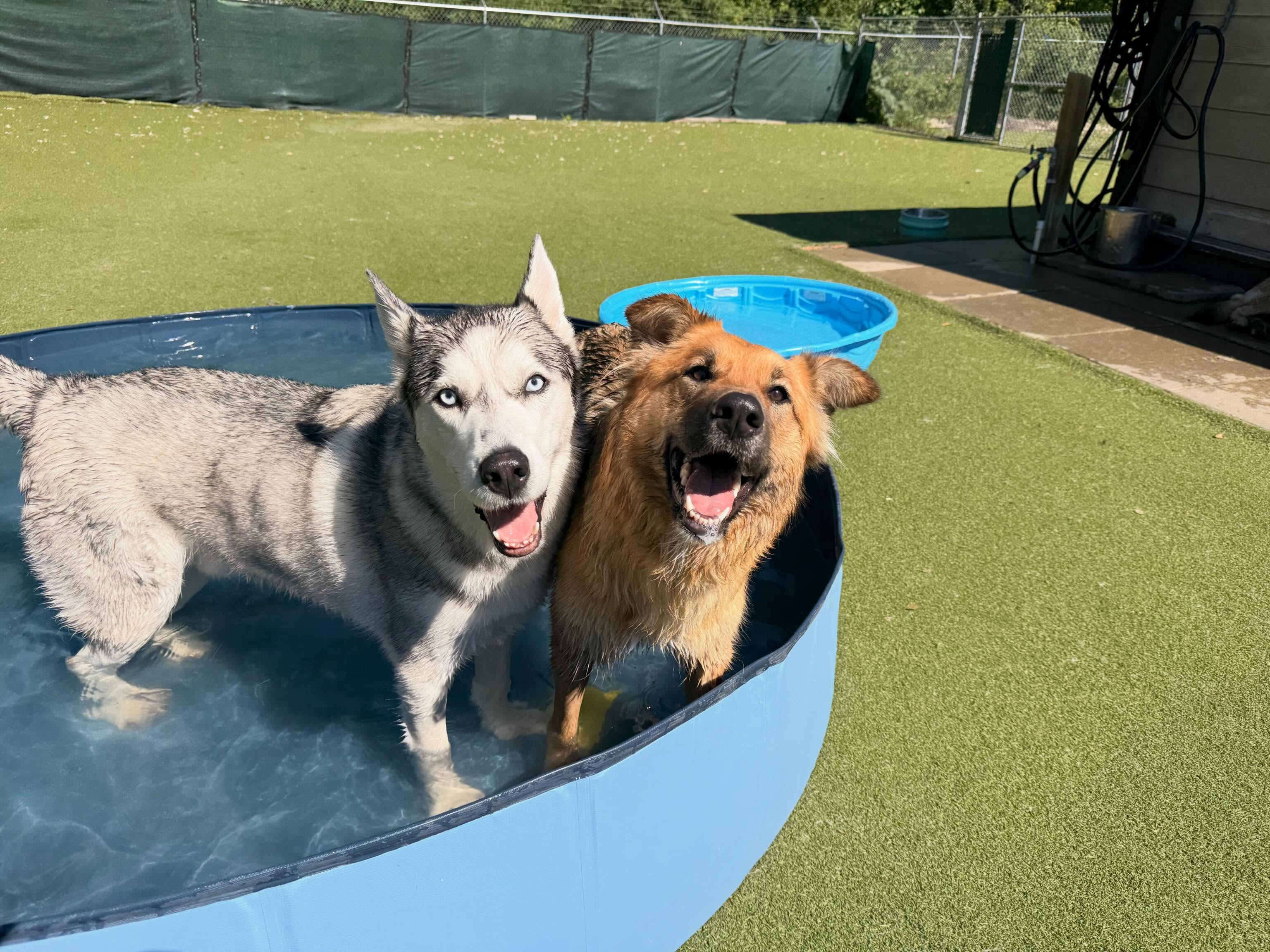 The daycare dogs are loving the pool weather today! 💦💦