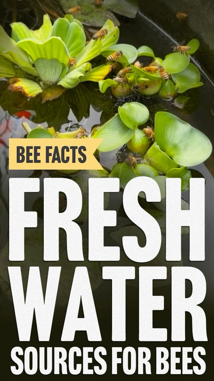 Today Grant sits beside a babbling pond installation that sits nearby some hives and the bees have taken to this new fresh water source. Do bees like swimming, are they thirsty? Come find out! #newjersey #beekeeping #beekeepersofinstagram #savethebees #pollen