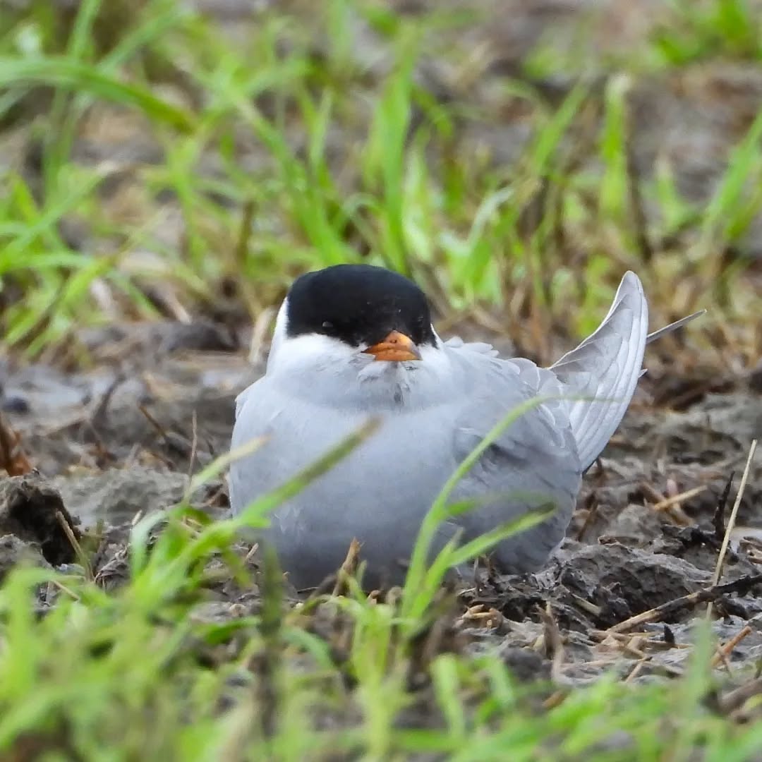 A beautiful visitor to our coastline, this Black-fronted Tern, Tarapirohe. Seen diving for worms on the winter paddocks for the last few days.
#karameaterns #blackfrontedtern #ternsinkaramea