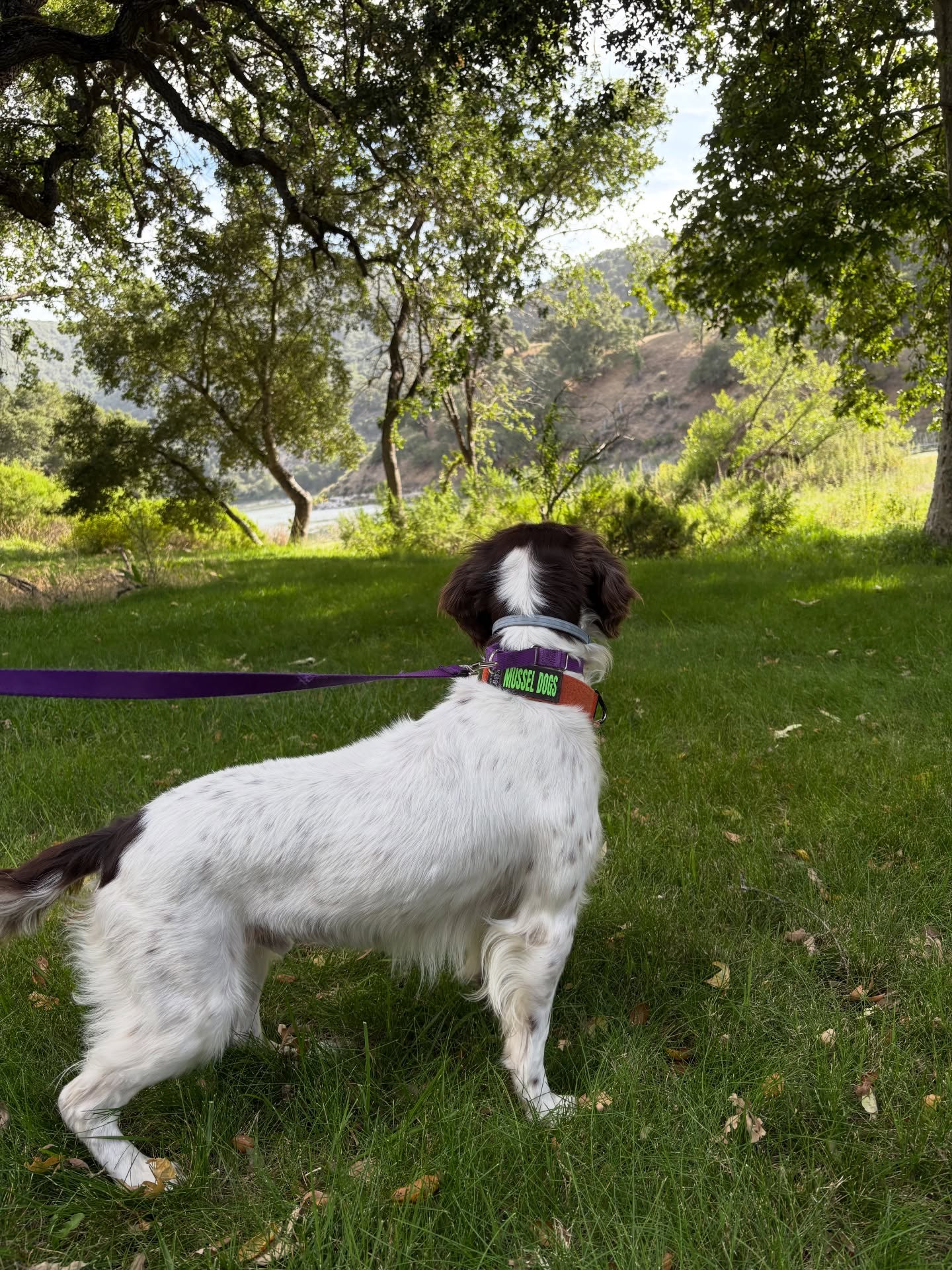 Skipper loved inspecting boats and making new friends at Lopez Lake 🎣⛵️🐾
.
.
.
#musseldog #workingdog #detectiondog #cleandraindry #invasivemussels
