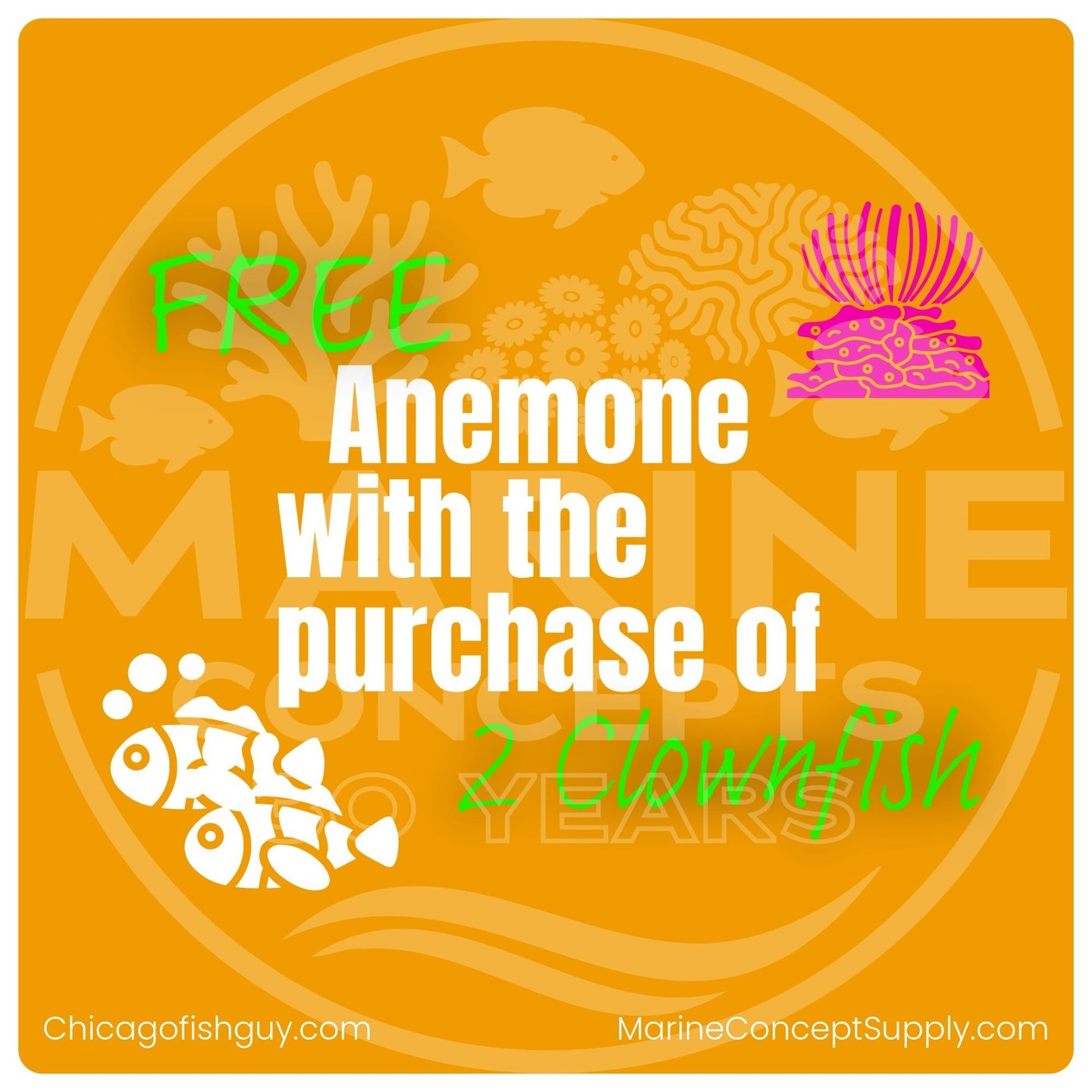 FREE Anemone with the purchase of 2 clownfish
Stop by the shop for our 4th of July Sale!
June 15th thru July 5th.
25% Off Fish + Coral + Inverts
or FREE Frag when you spend $100
Marine Concepts Inc
165 Wheeling Rd. Wheeling IL 60090
Shop Hours:
Monday | 2–6 PM
Tuesday | 5–9 PM
Wednesday | 12–5 PM
Thursday | 2–6 PM
Friday | 5–9 PM
Saturday | 10 AM–5 PM
Sunday | 12–5 PM
Join Our Rewards Program and start earning towards your next purchase!
#allmymoneygoestocoral #fish #4thofjulysale #amazingdeals #coral