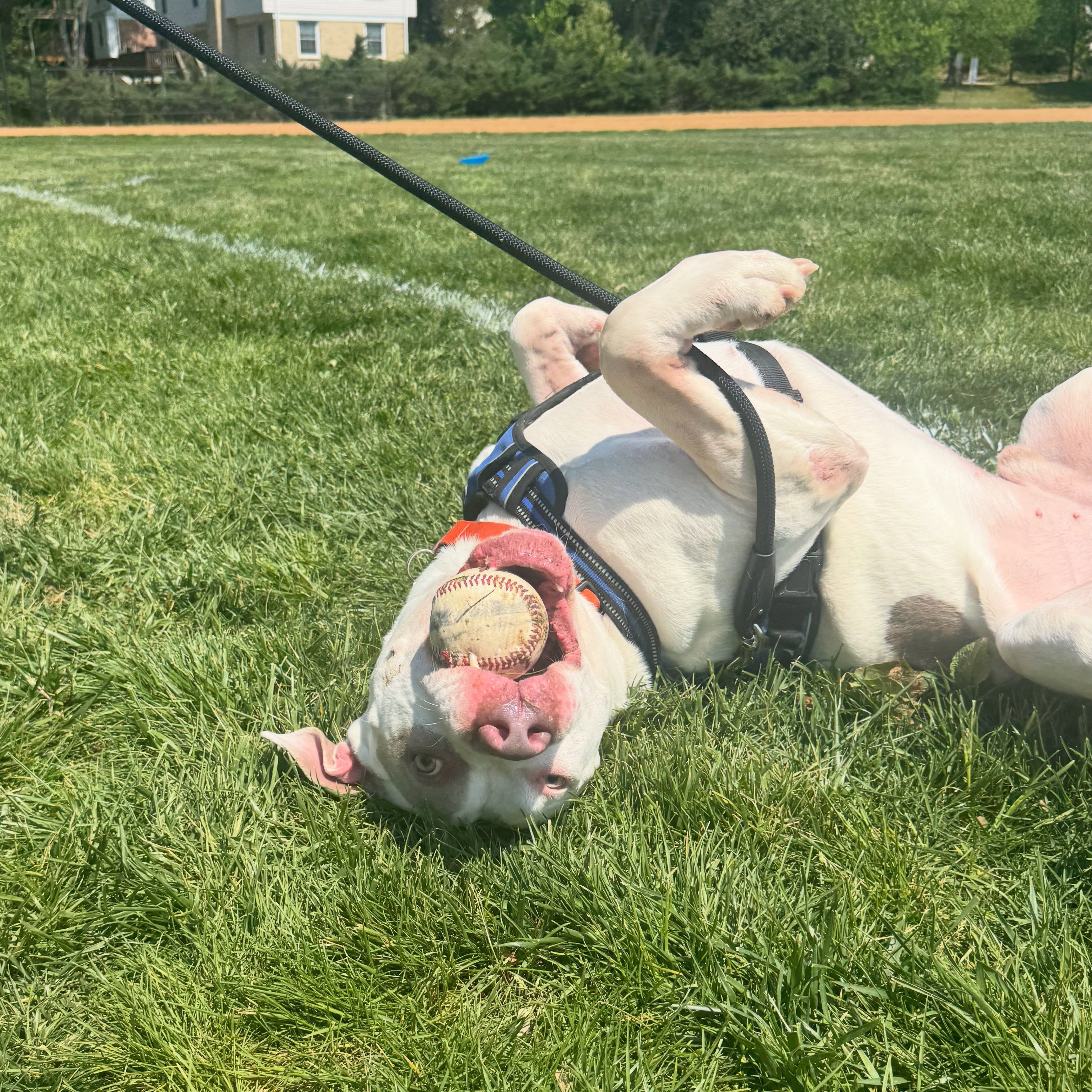 Not a single response, brainstorm, or offer for fostering Bjorn. We are at a loss. 💔
This poor dog might not be able to live with other dogs due to being attacked off leash, but he still deserves a foster home. And even his move is due to his foster family having a baby and unable to manage continuing to separate him.
It is so heartbreaking that his past and behavioral limitations mean he has no interest for fosters (or adopters). Boarding isn’t an option and we’re committed to avoiding it for him. He is incredible in the home, loves his humans fiercely, and is just need a soft place to land without dogs in the home, in a quiet neighborhood.
He must move tonight or tomorrow morning. We would never euthanize for space, but we need our community’s help to find a foster.
If you know anyone that could foster this sweet boy, and open their heart and home to him, please let us know!
❤️
-
#lailaslegacy #fosteringsaveslives #bjorn