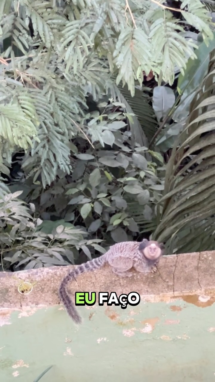 Visitinha de um amiguinho perdido.
Mas no fim deu tudo certo, ele pulou na árvore!
#natureza #sagui