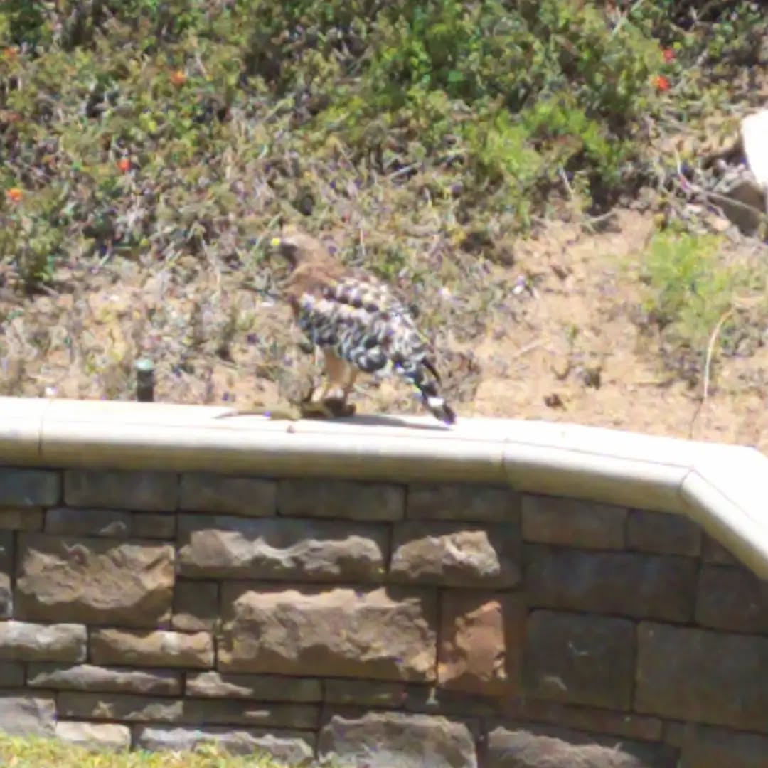 Beautiful hawk visited my place today then proceeded to have a face off with a squirrel. So cool to see nature in action! ❤️