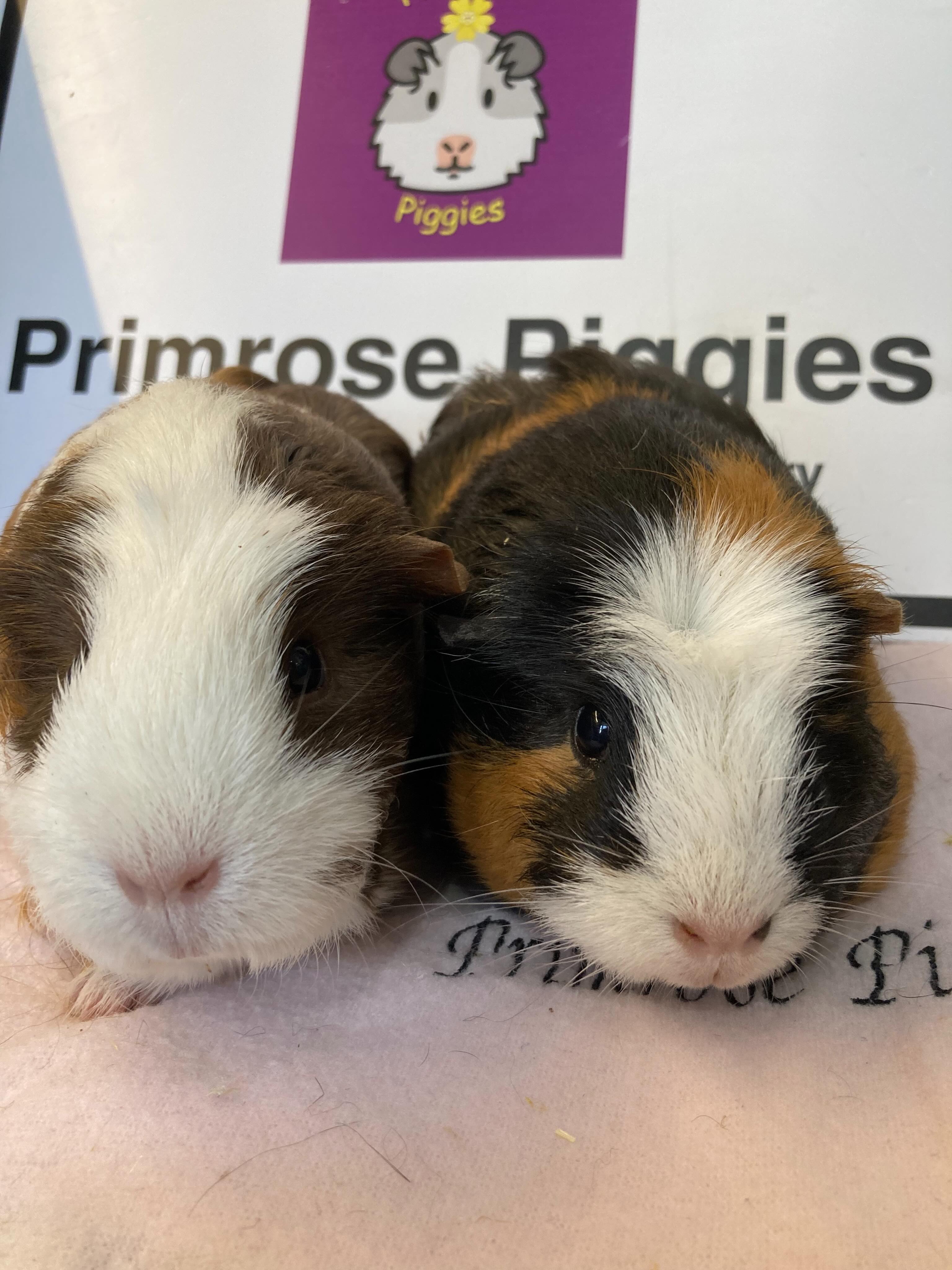 Very sweet ladies arrived yesterday. Straight into our air conditioned quarantine building to be health checked etc. Piggies come into to us for all kinds of reasons. We don’t judge, just help if we can🩷🩷 #guineapigs #aircon #quarantine #bekind #bedfordshire